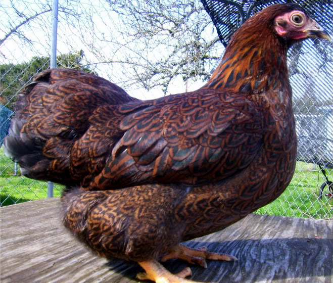 Partridge Wyandotte bantam