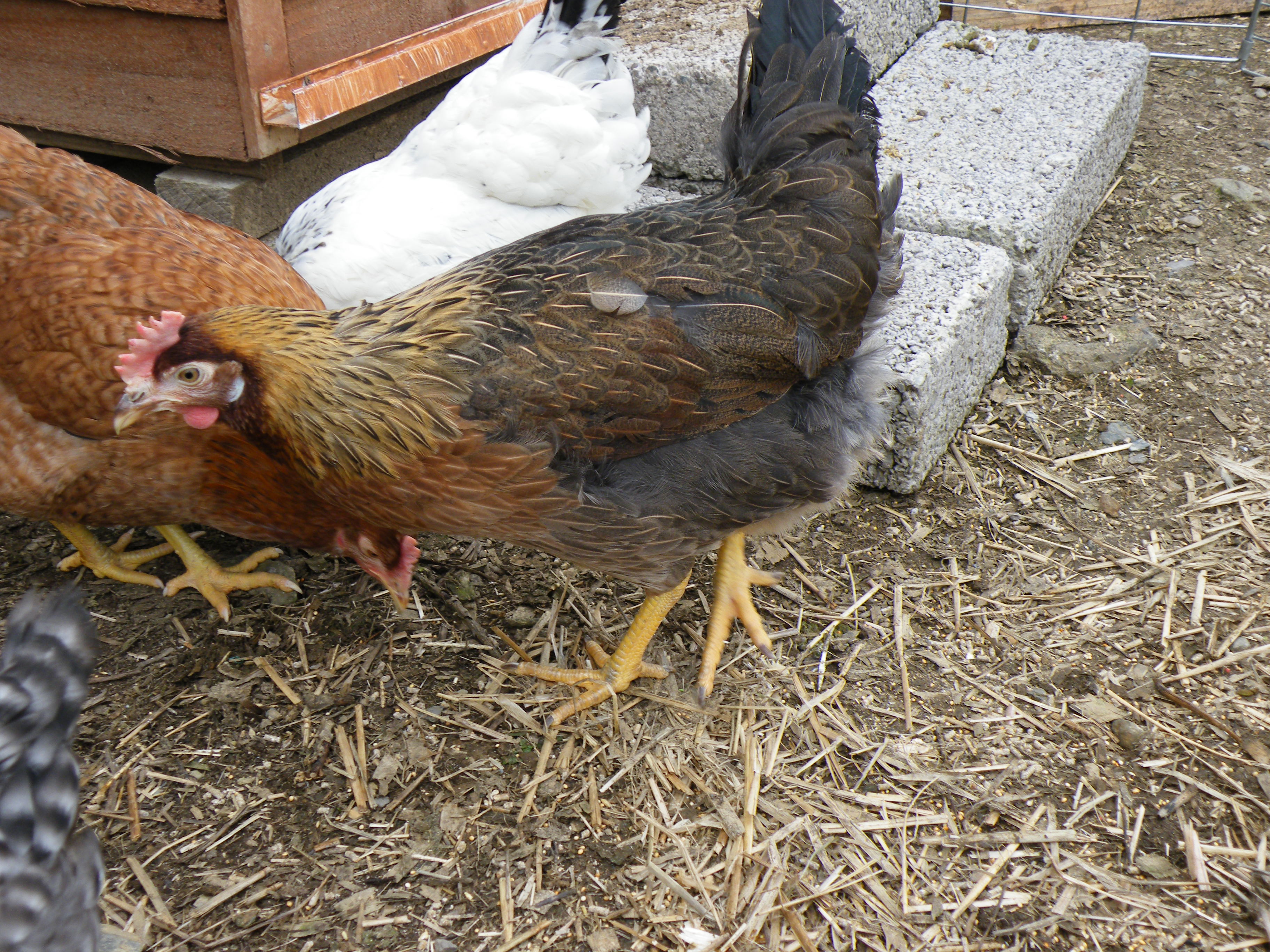 Partridge x Leghorn