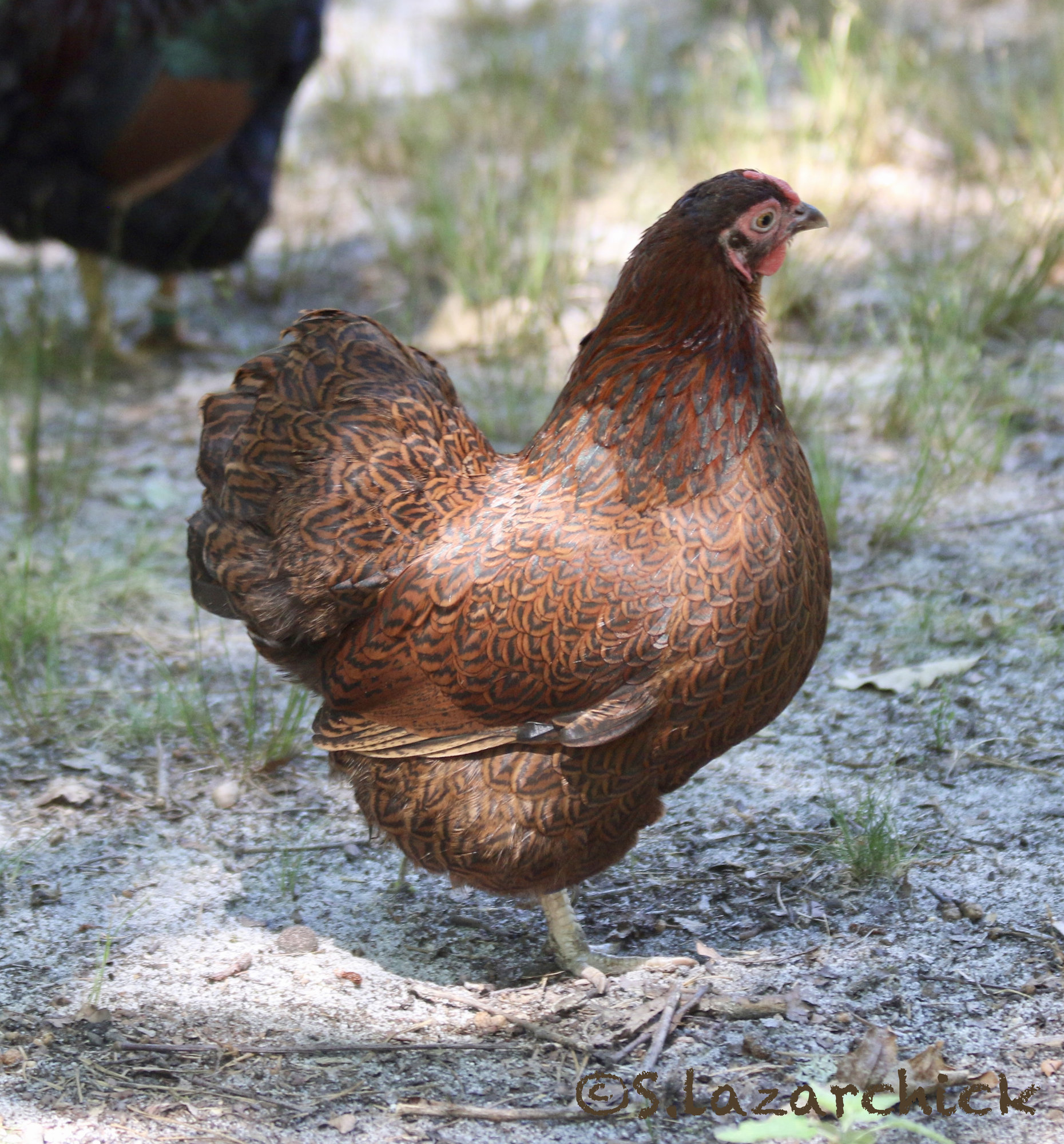 Partridge_hen