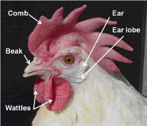 Parts to a Chicken head.
Author unknown
