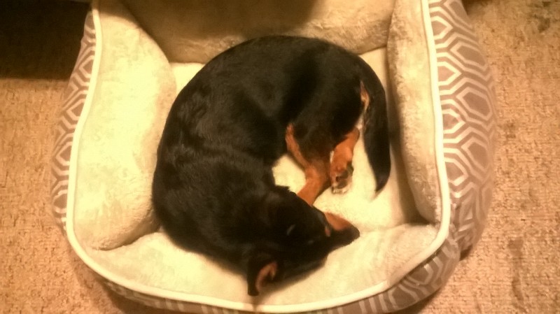 Pascal our new Corgi mix goat dog