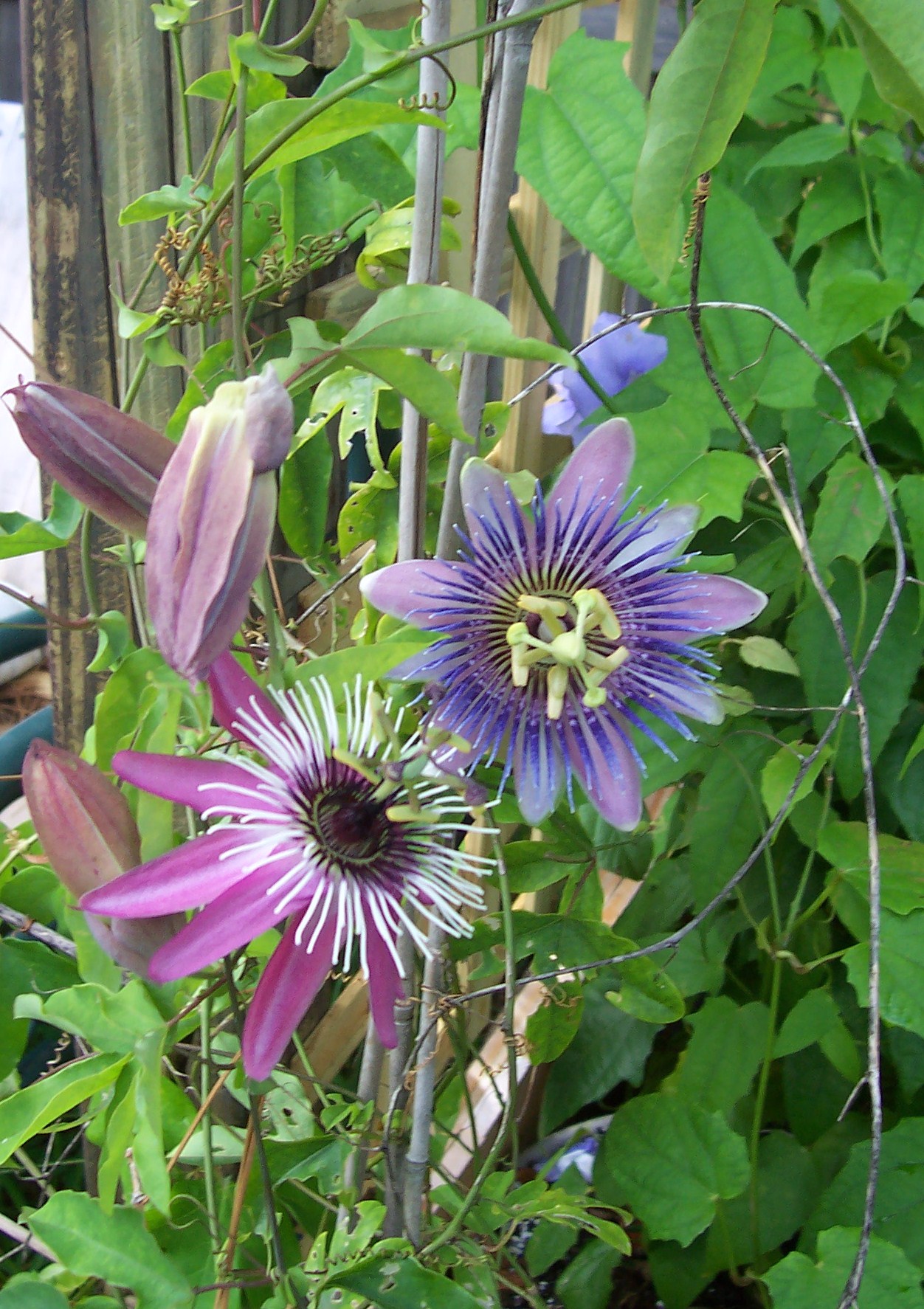 Passiflora vines..Belotti and Victoria