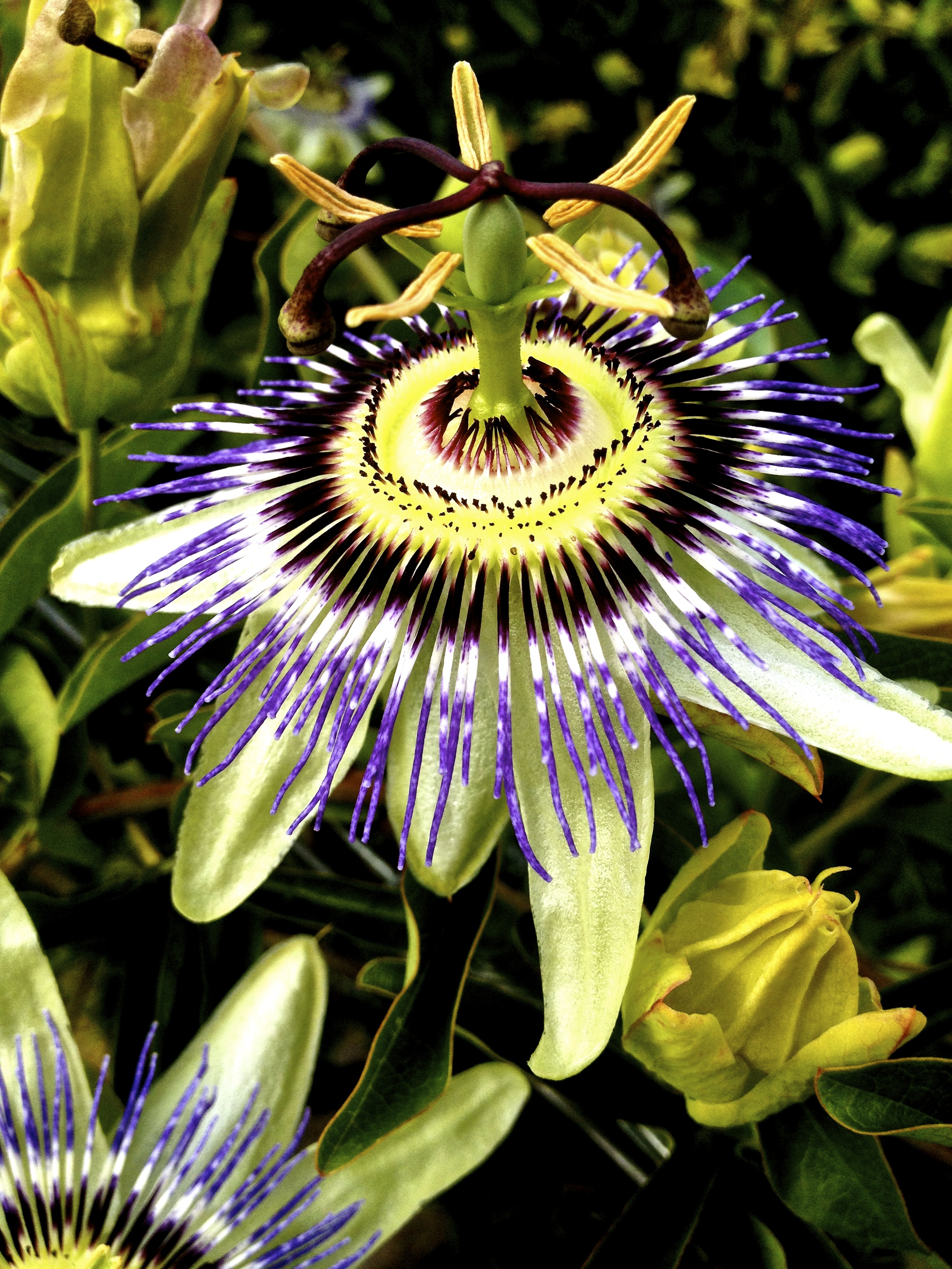 Passion Fruit flower - Casey photog