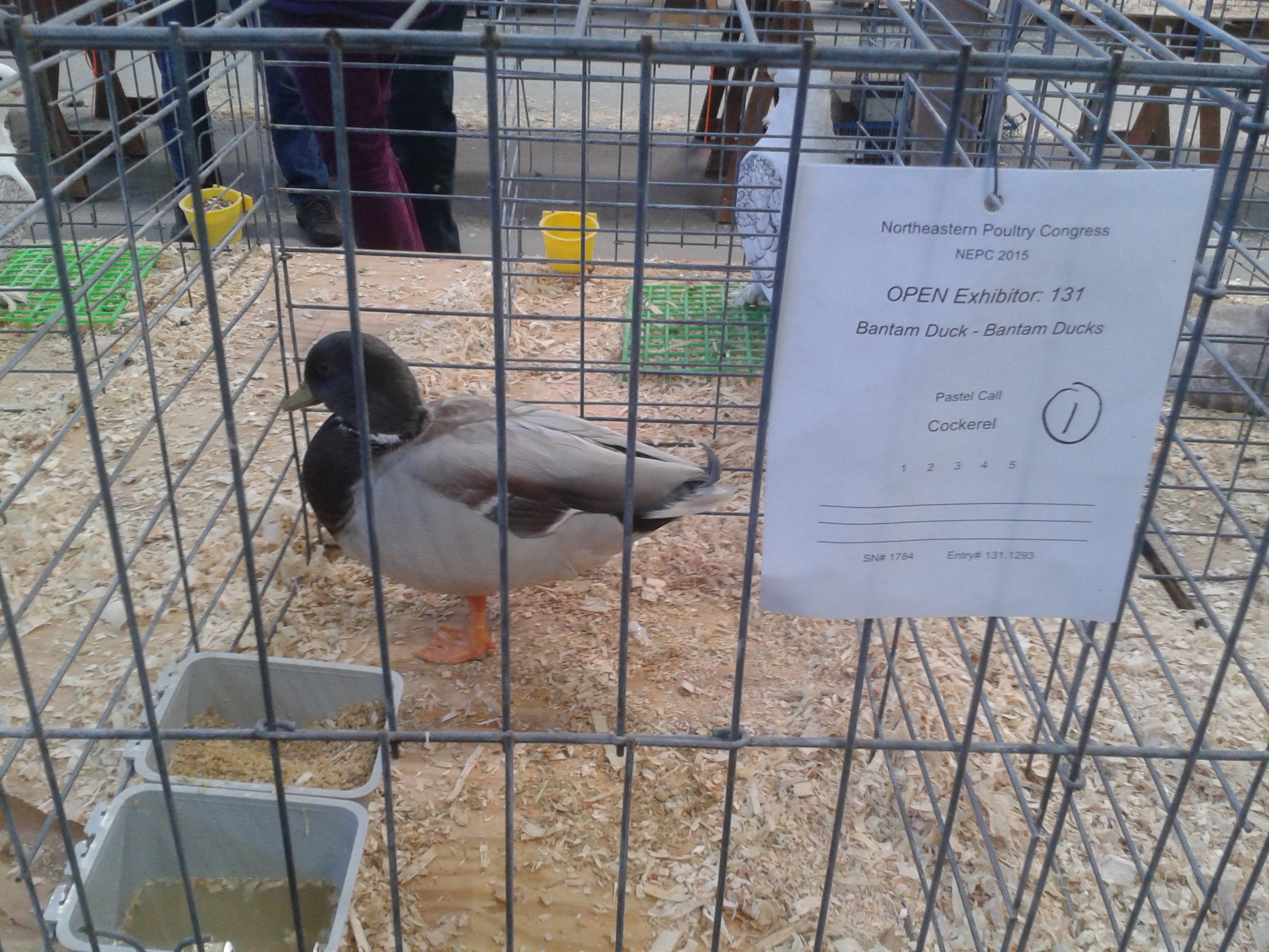 Pastel call duck