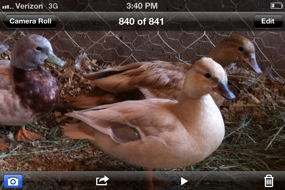 Pastel Pair with khaki hen in the background