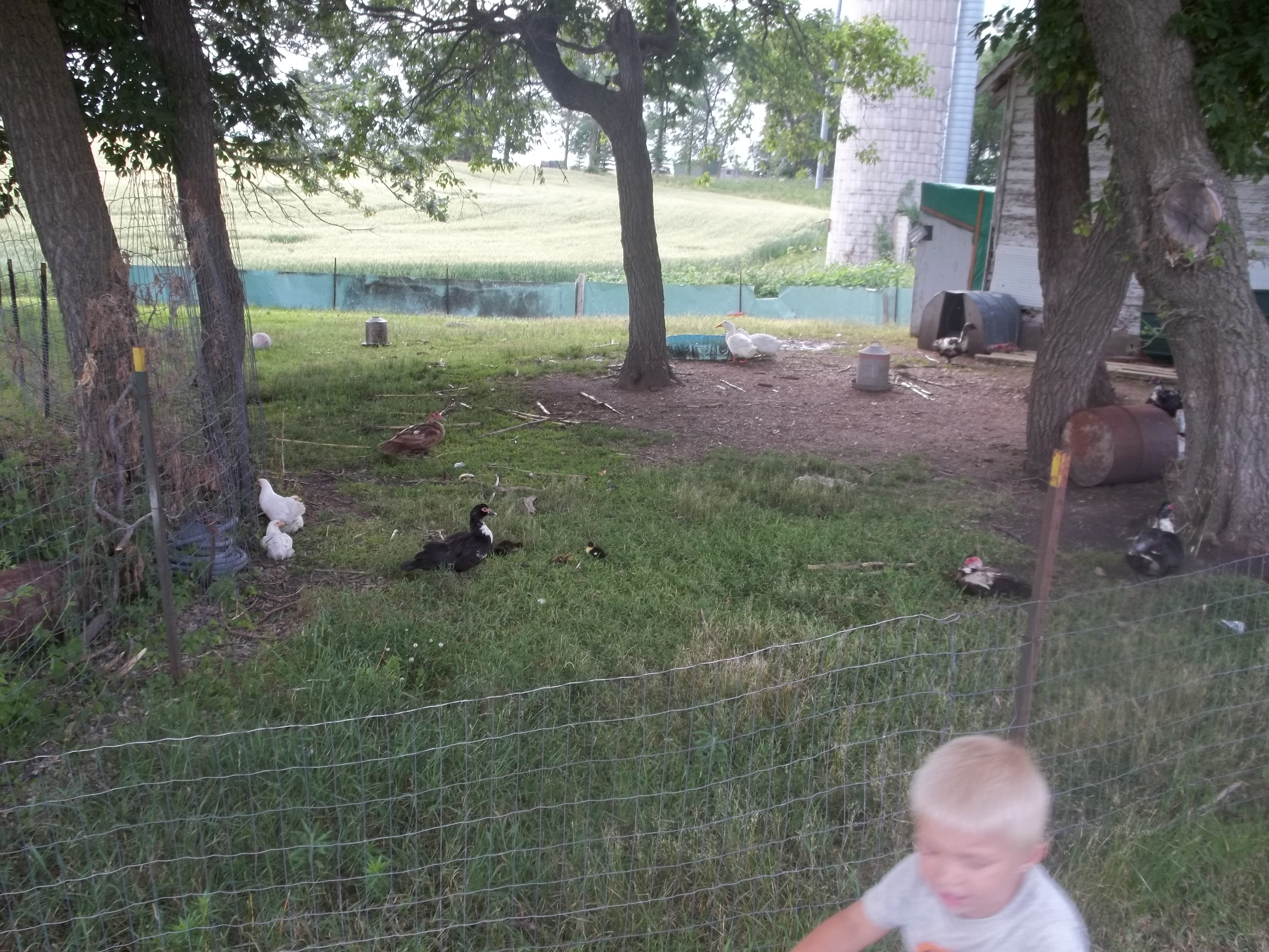 Pasture pen that we hardly ever kept the gate closed.