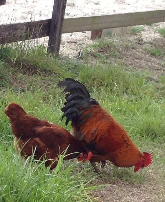 Pasture range Pecking ....