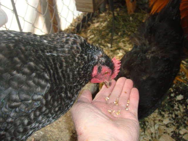 PATIENCE EATS A MEALWORM FORM BOBS' HAND