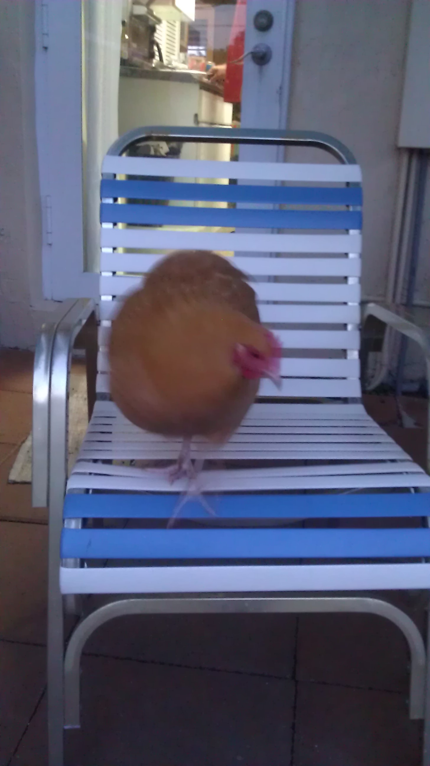 Patio chicken?