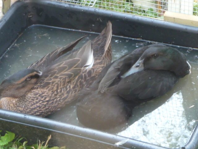 Patito and Ebony having a floating siesta.