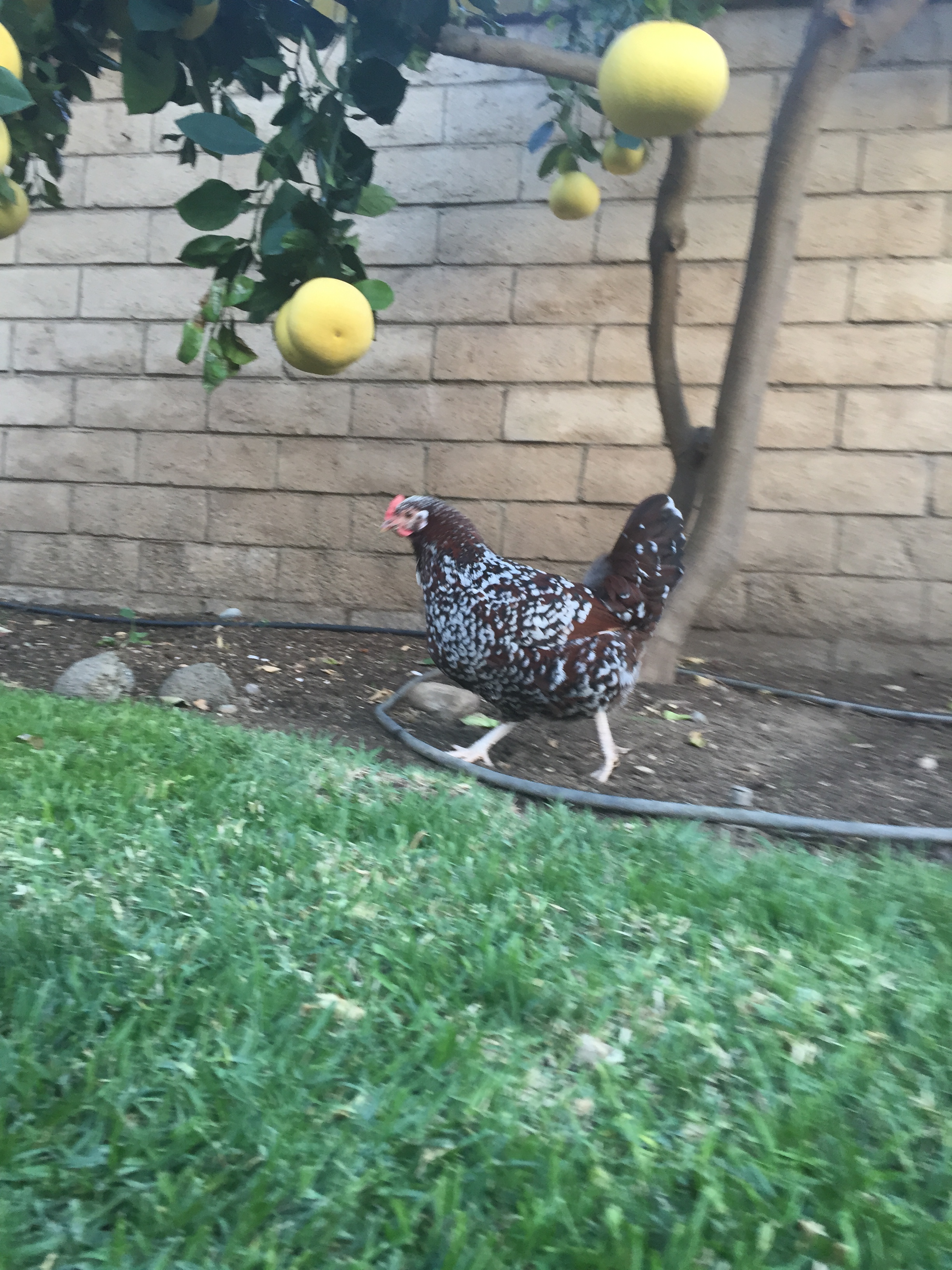 Patrick (Speckled Sussex)