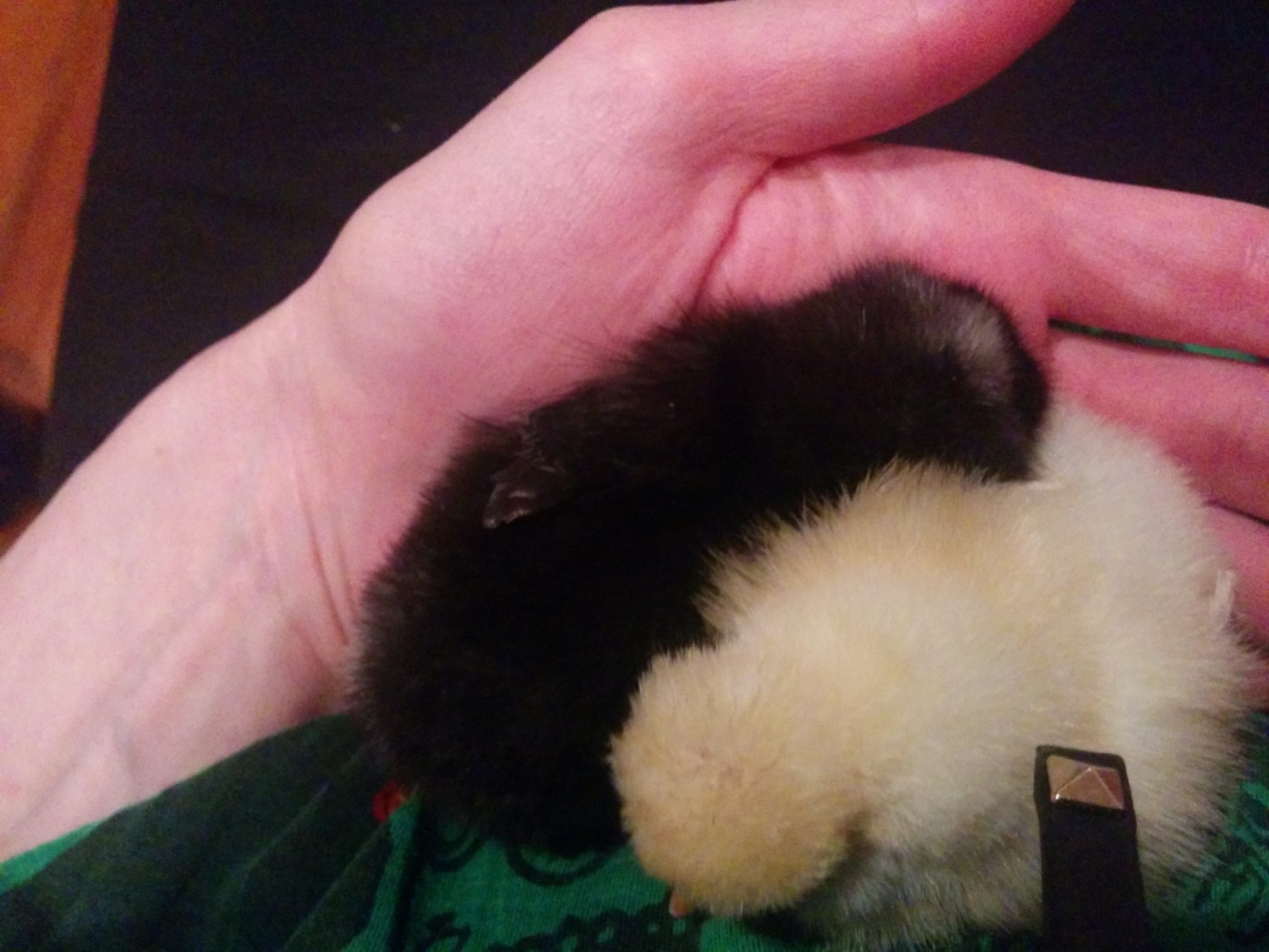 Patsy my Barred Rock with Beatrix my Buff Lace Polish two days old.They made an almost perfect yin yang here.