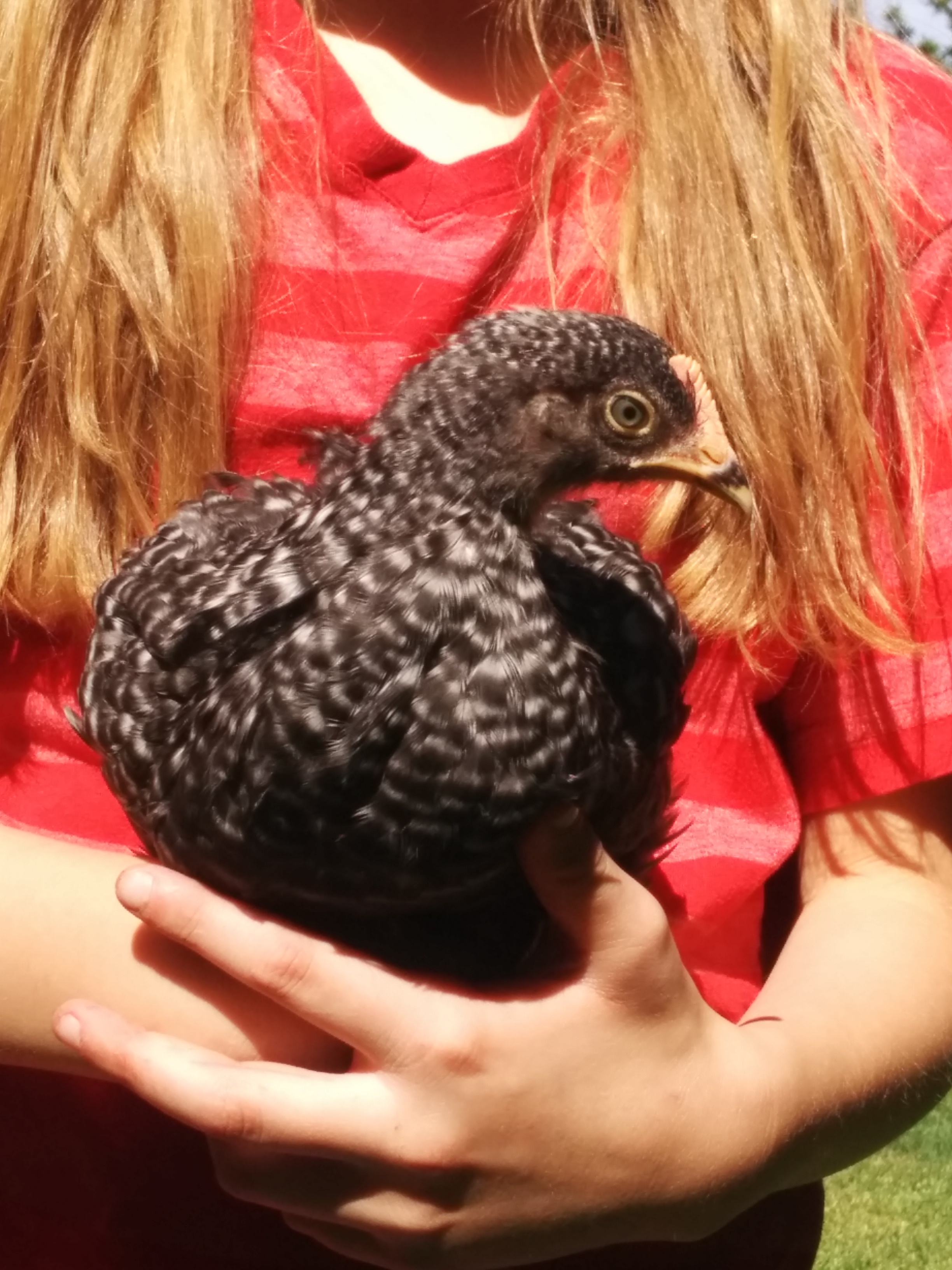 Patsy our Barred Rock pullet at 5 weeks. She is a sweetheart and plays mother hen.