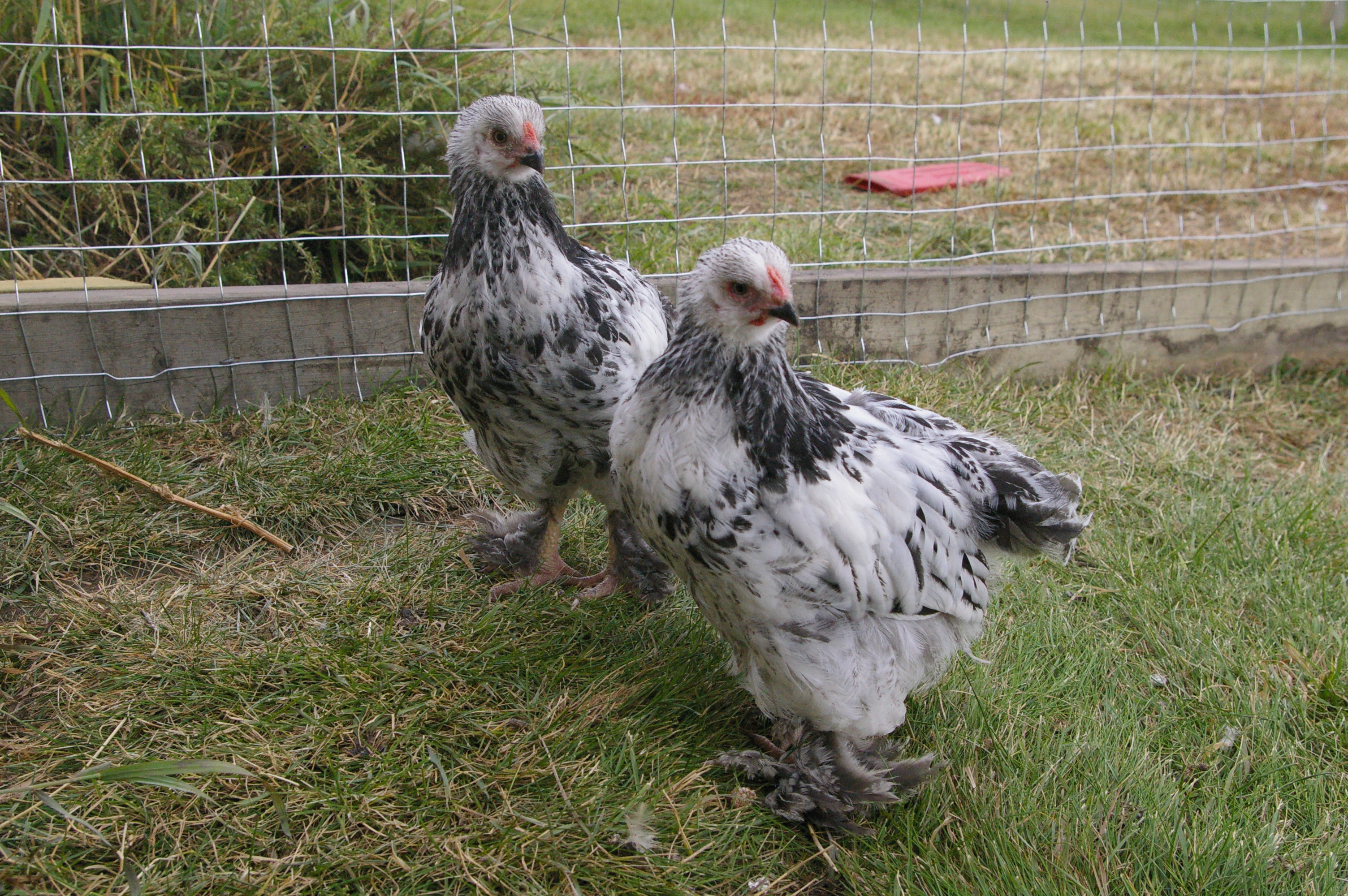 Pattie and Sophie almost grown up. Now outside and loving it. They talk non stop especially Pattie....cheep cheep cheep all day over everything.