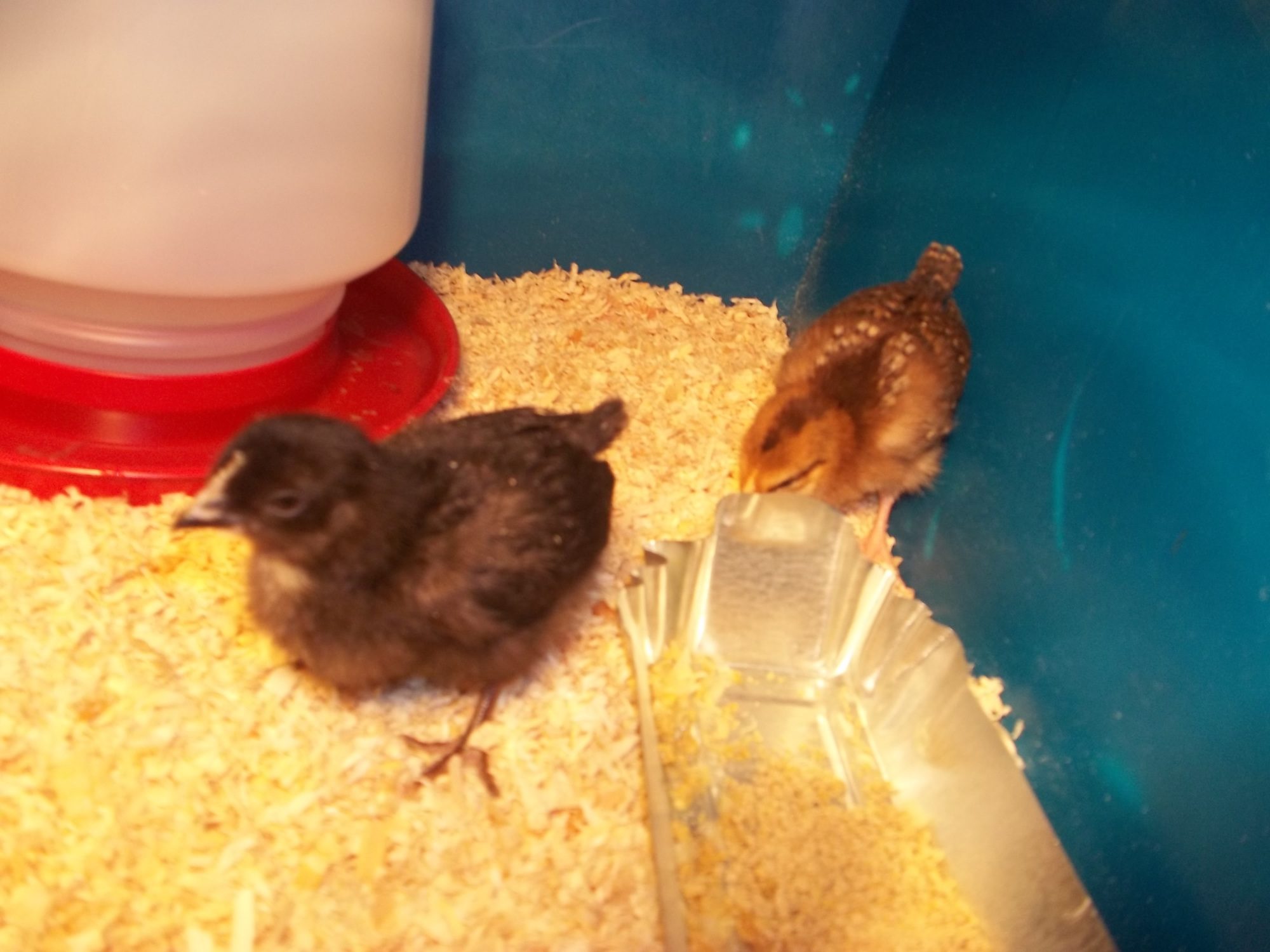Patty and Fluffy. One week old.