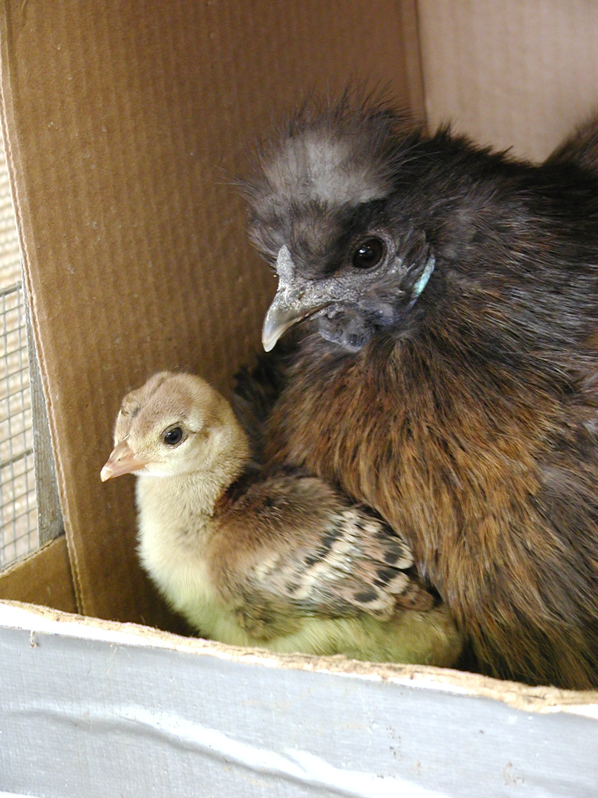 "Patty" and one of the peachicks