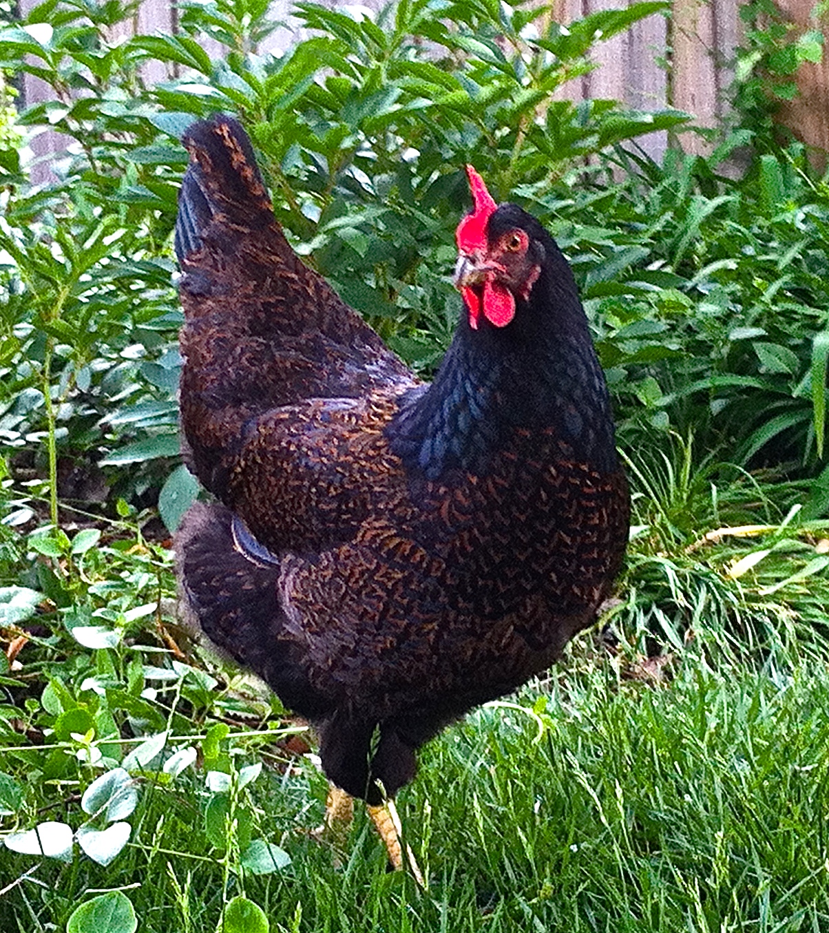 Patty is a beautiful Barnvelder, who almost daily lays a nice, glossy brown egg.  I am not sure whether her skittish personality is a result of being the main target of the boss hen, or if she is targeted because she is so jumpy. She is a very good flyer when provoked, having once flown an entire loop around the outside of the garage at 6' off the ground.