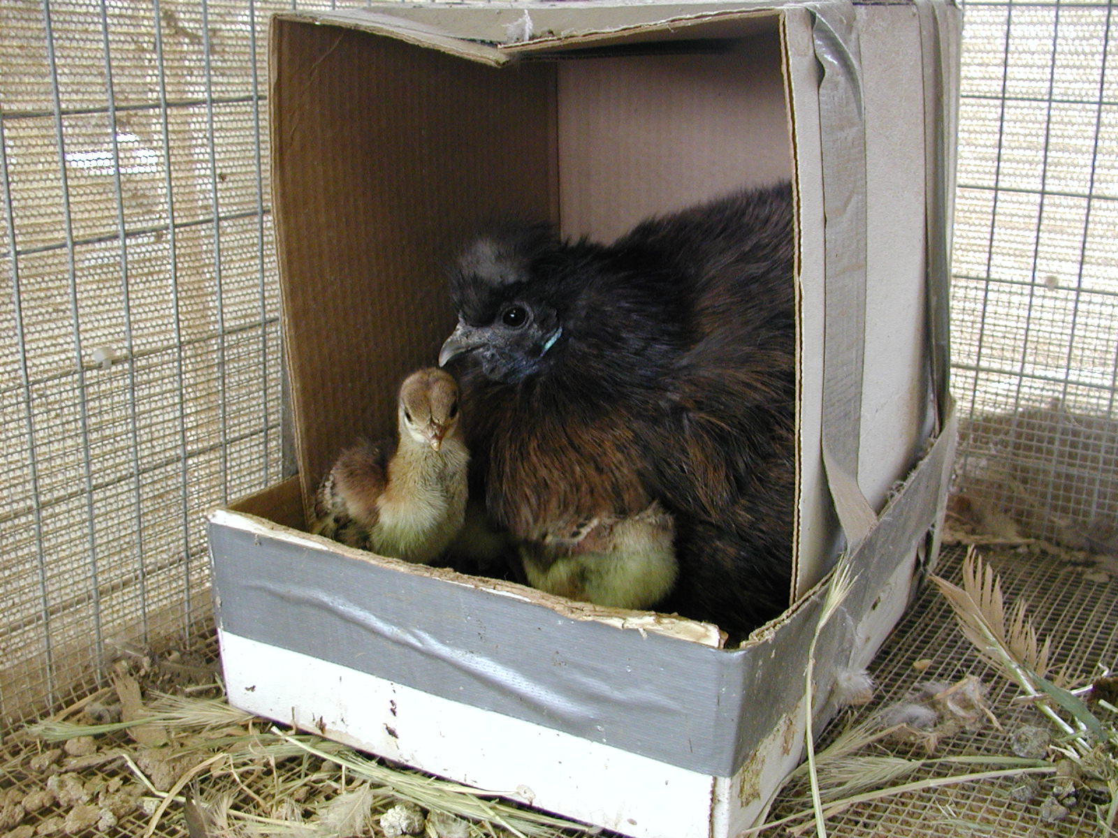 "Patty", partridge silkie with peachicks (she'd set anything, literally)