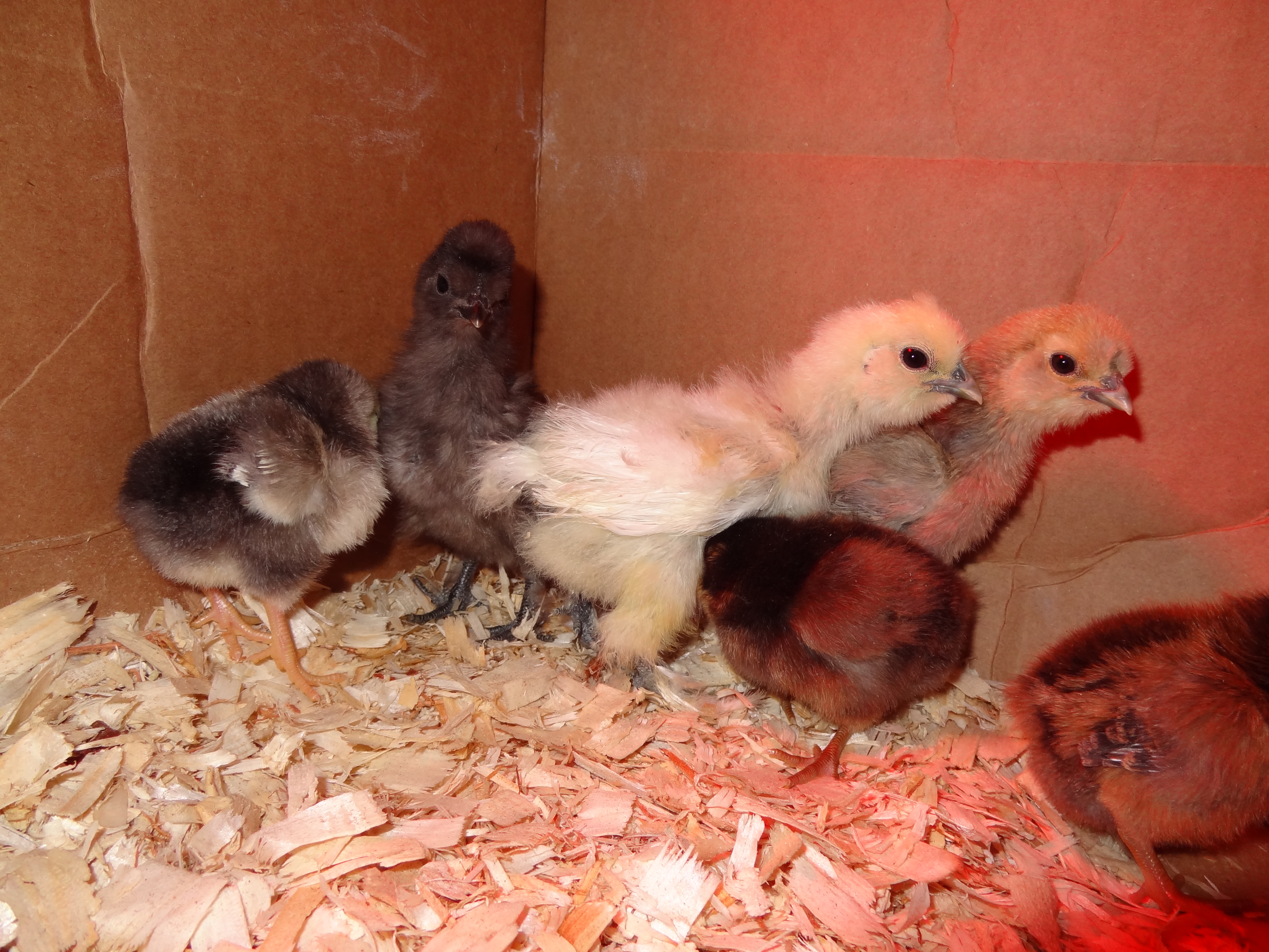 Patty, Scott, Noodle, Glenda in front of Nugget and Cashews lil tail....