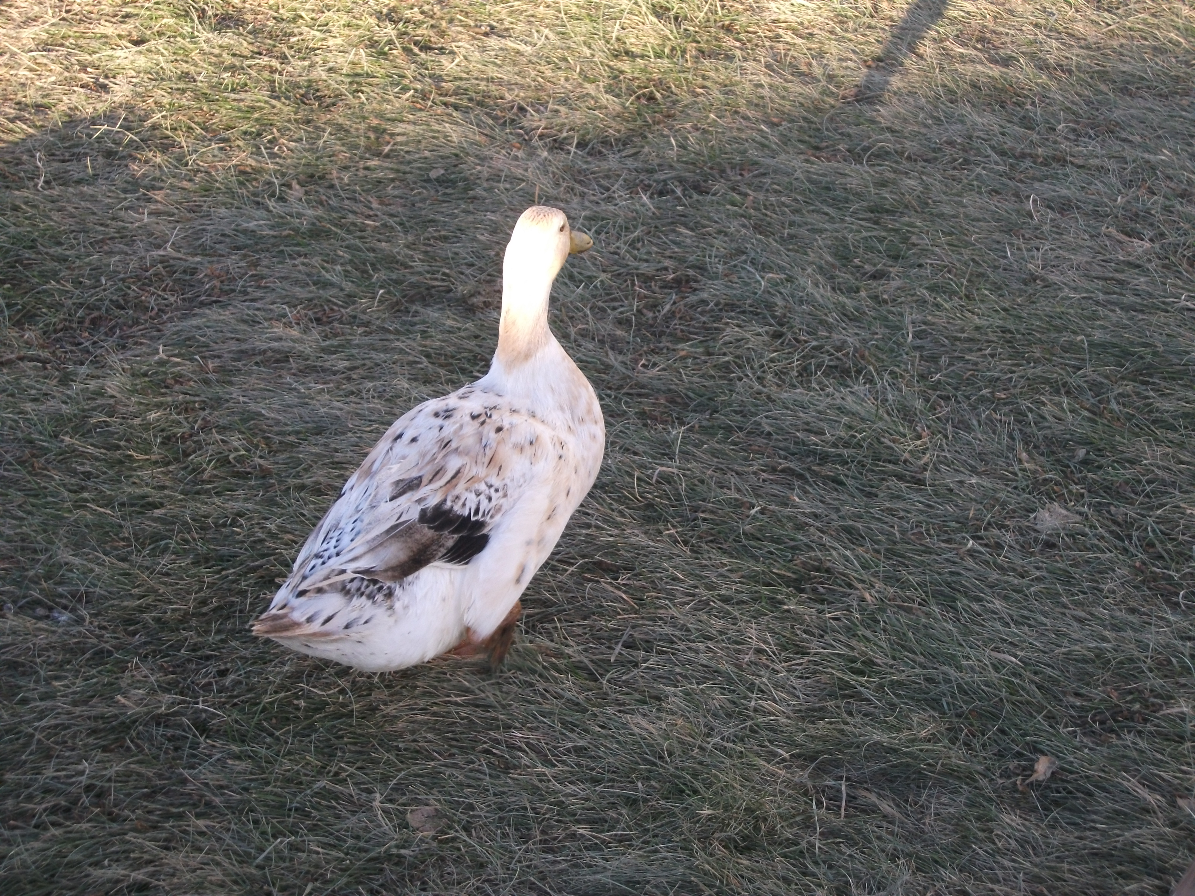 Pattycakes, my welsh harlequin