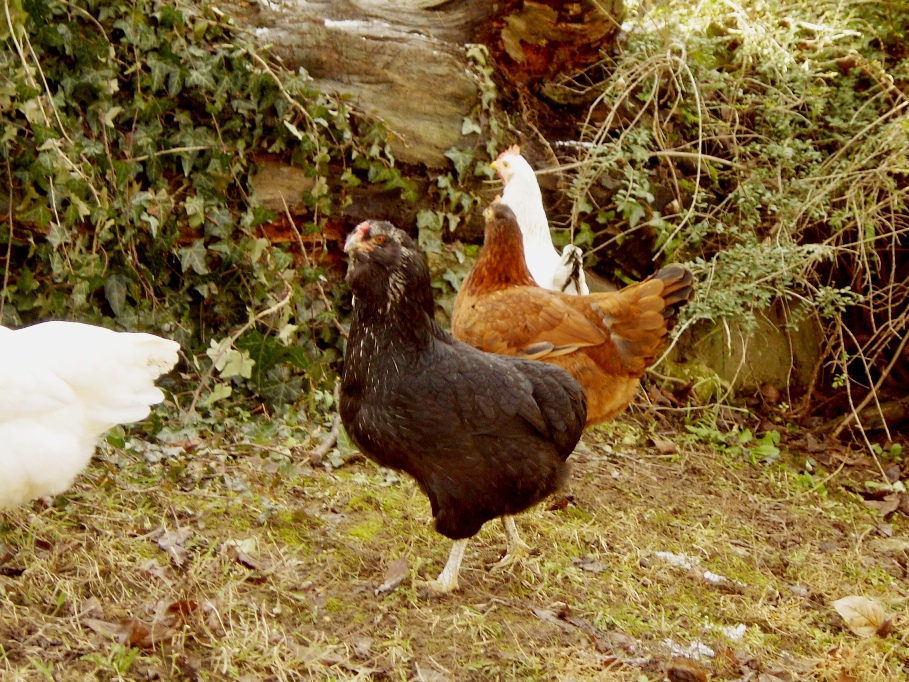 PB Araucana named Aranka