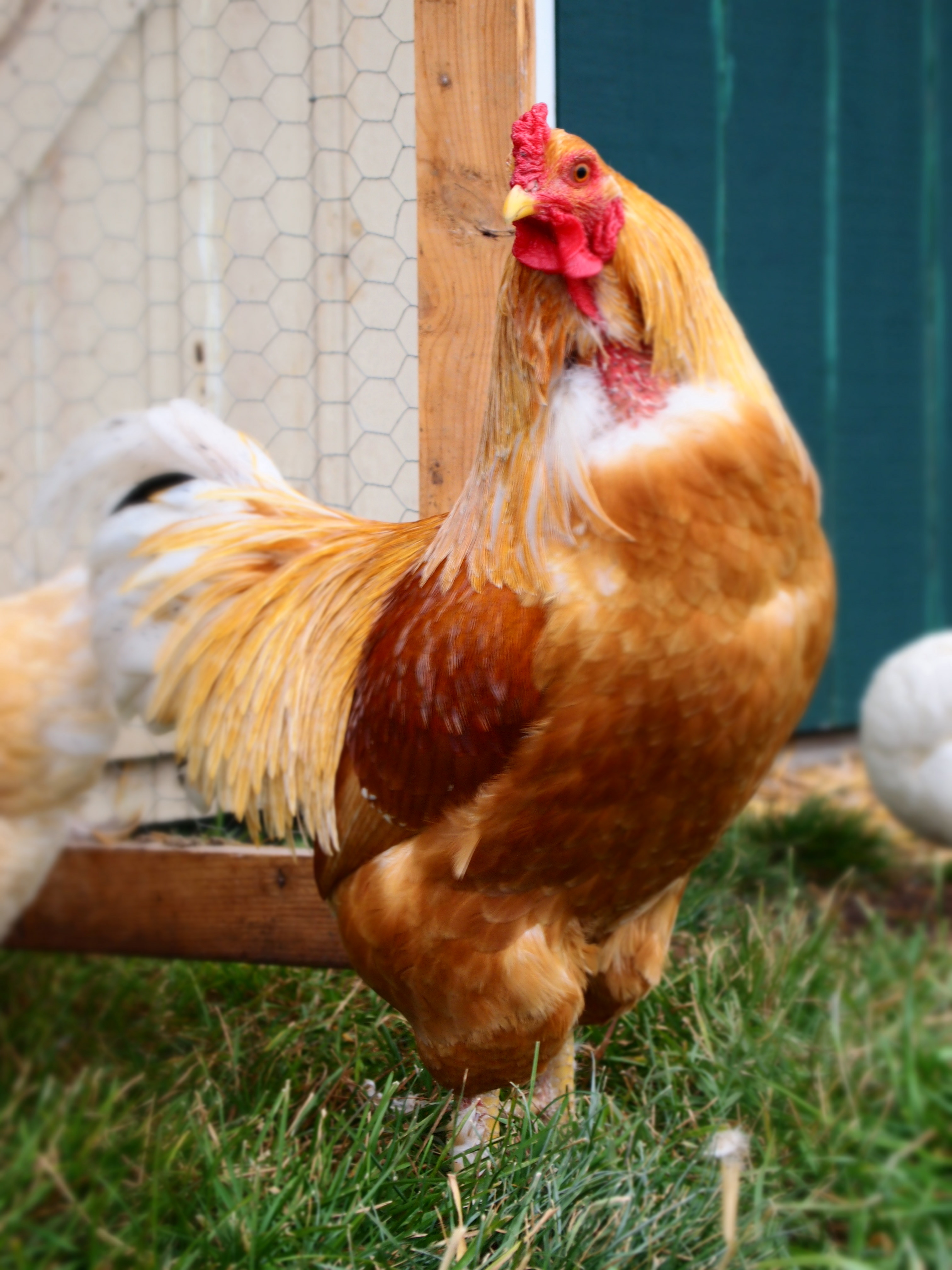 PB261997.JPG
This is my chantecler x bantam brahma cross Waldo