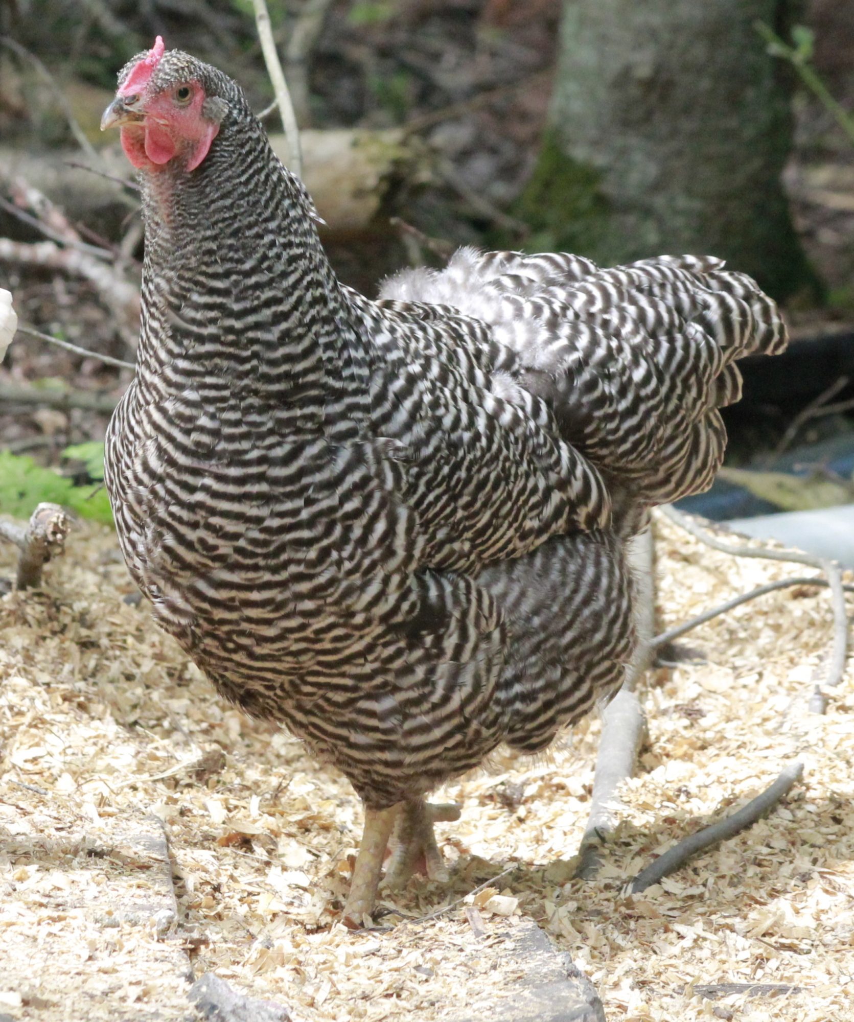 PBR hen