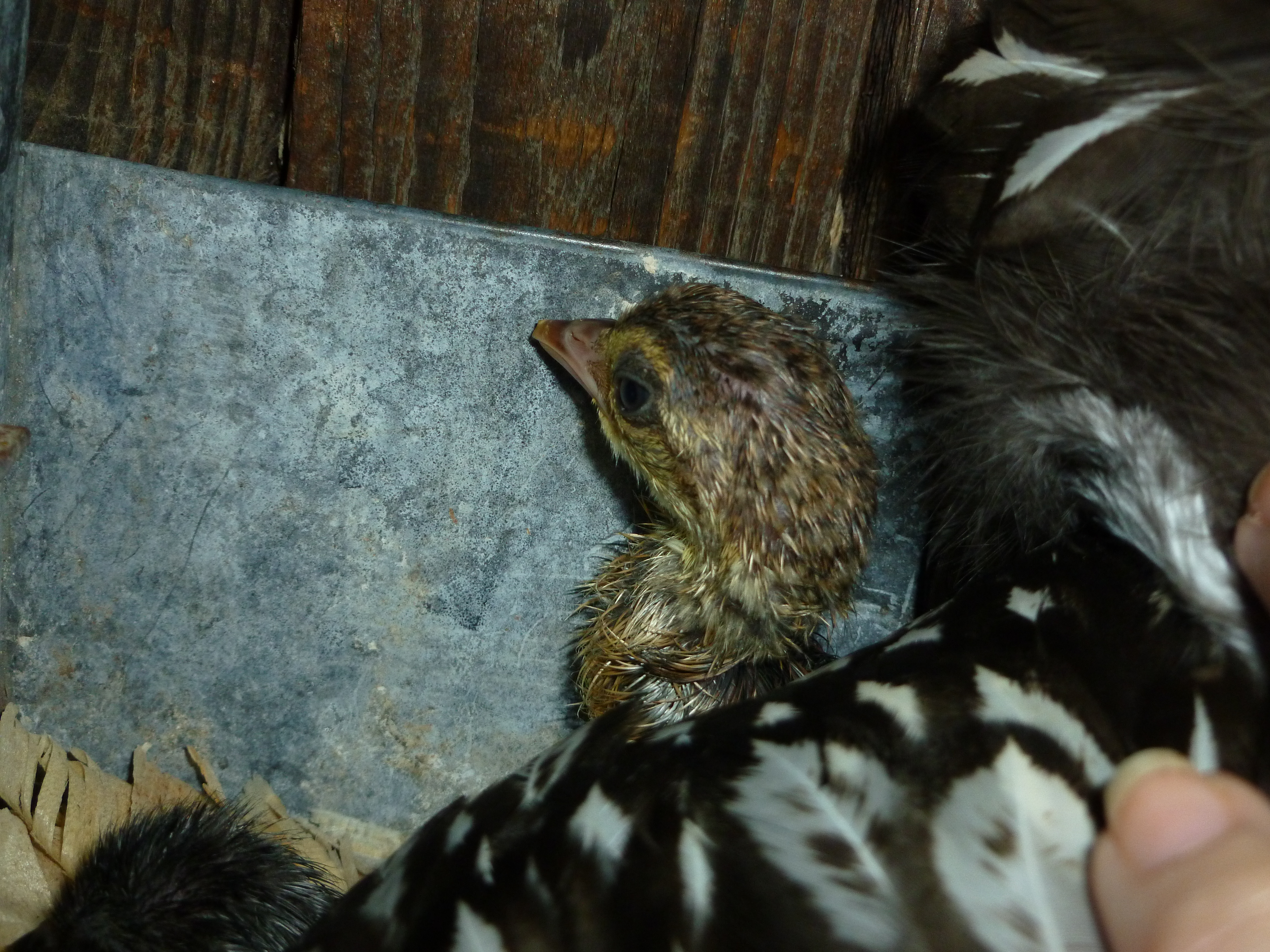 Pea chick just hatched