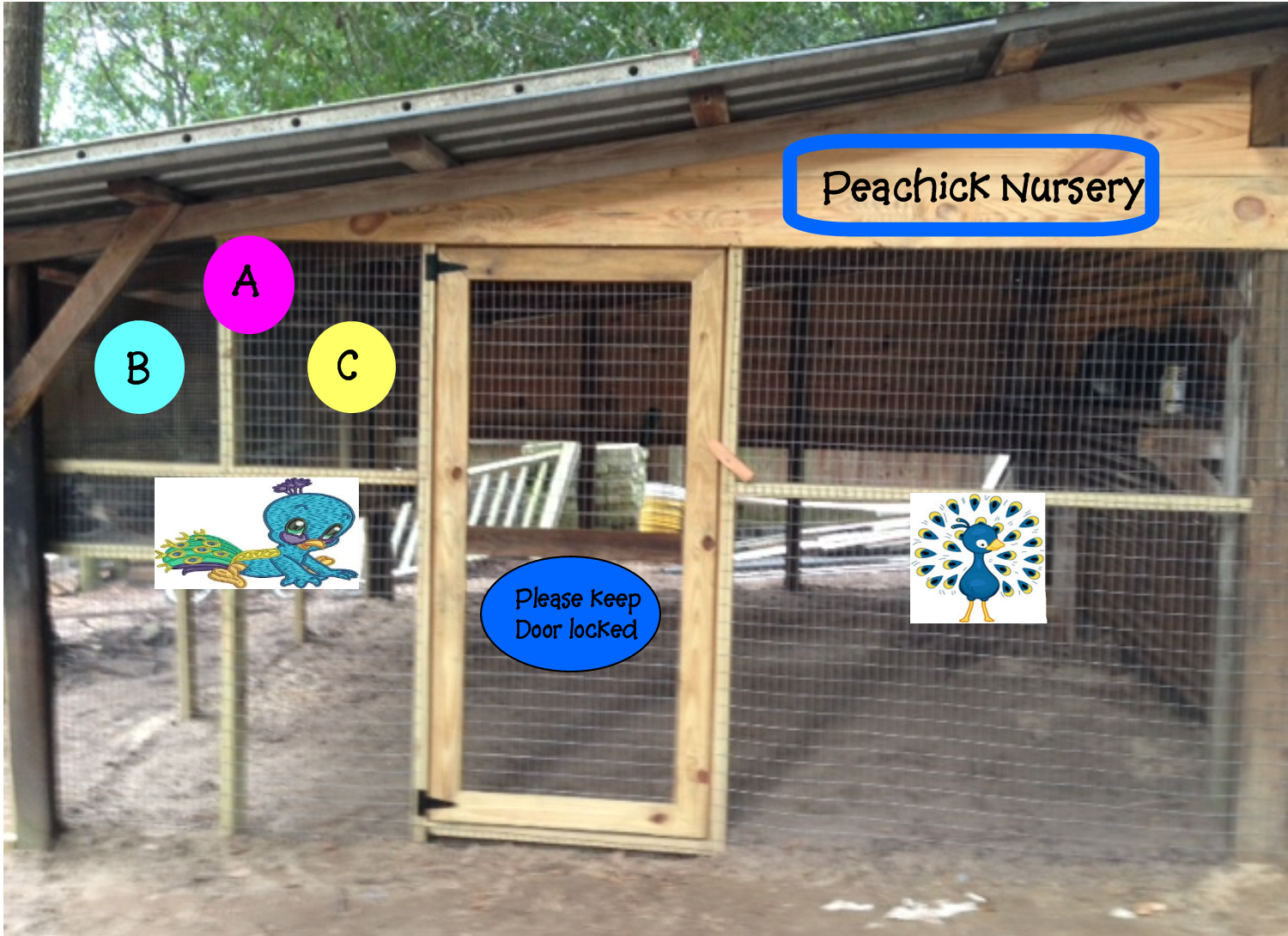 Pea Chick Nursery