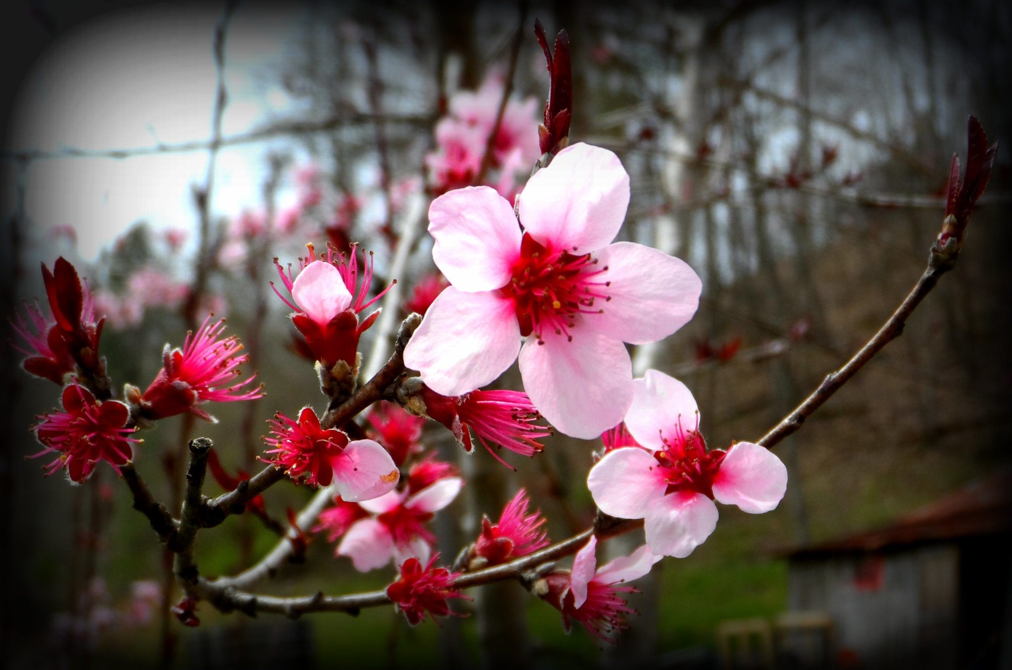 Peach Tree Blooms