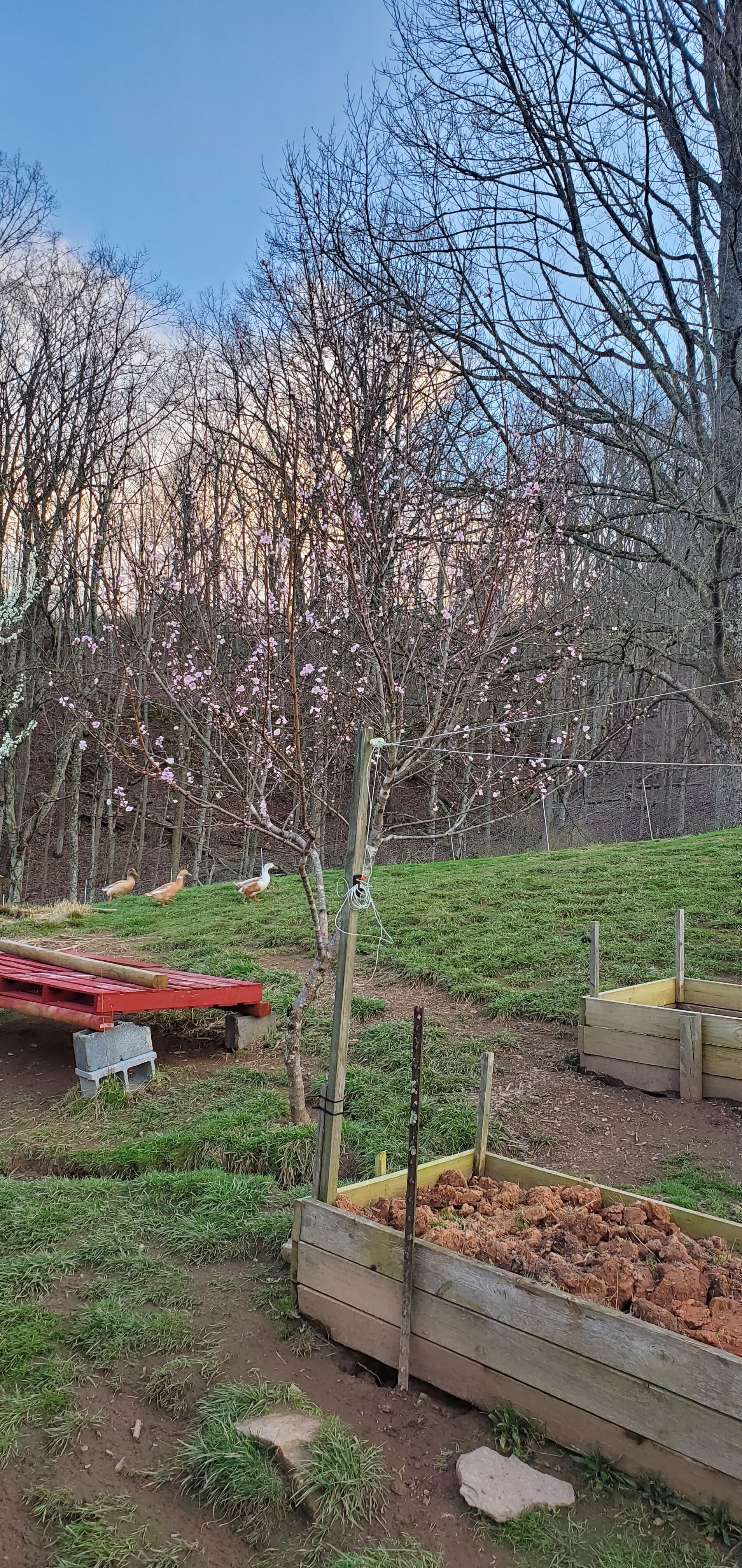 Peach-Tree with flowers and Dux in the Background