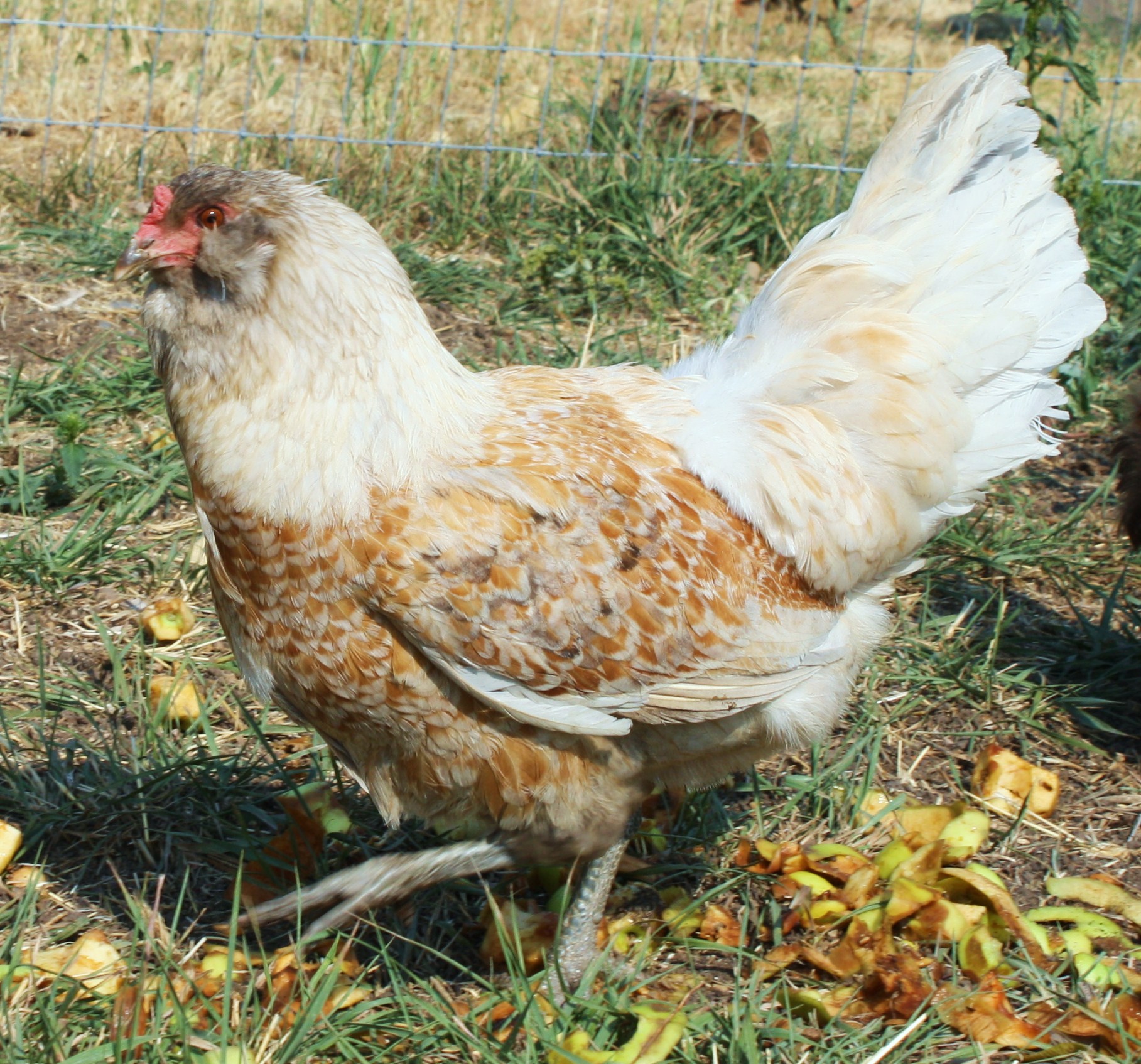 Peaches and Cream (Easter Egger Hen)