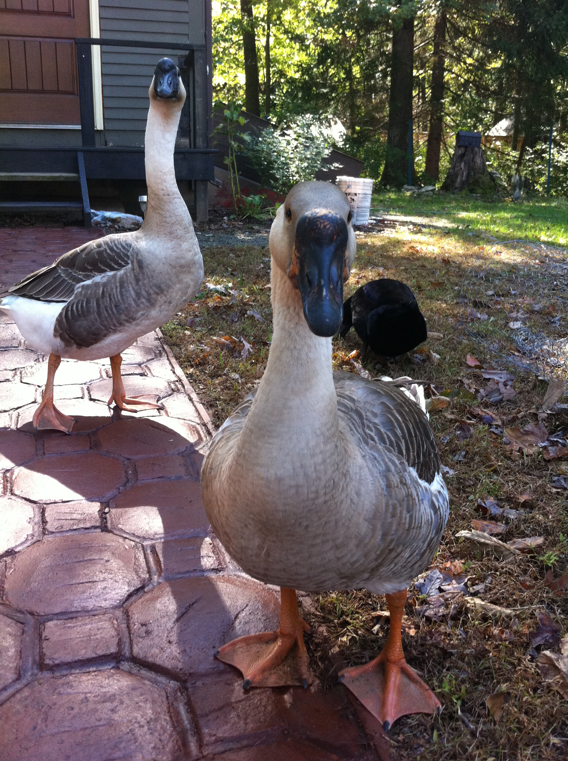 Peaches and Mr. Wiggles
