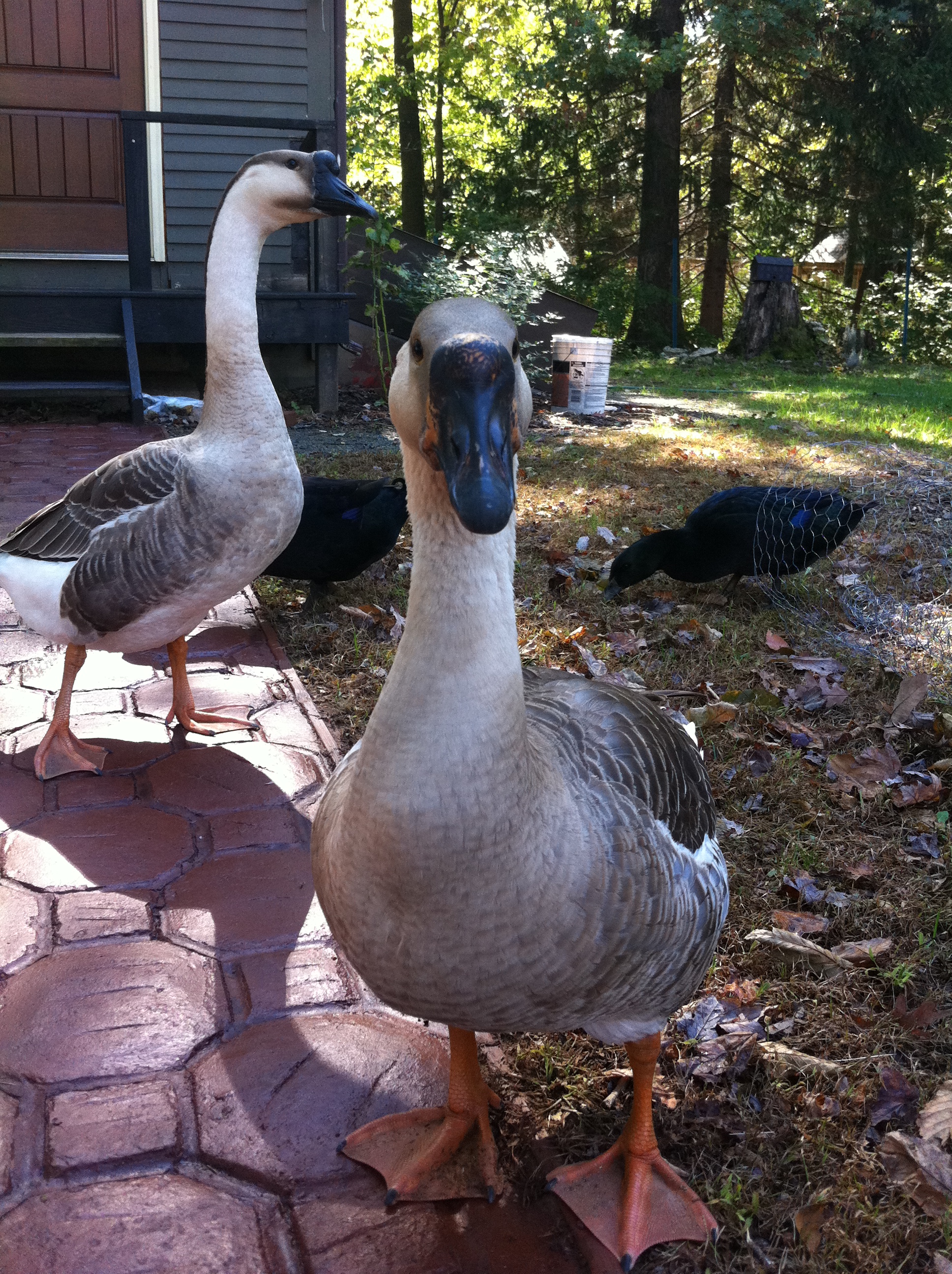 Peaches and Mr. Wiggles