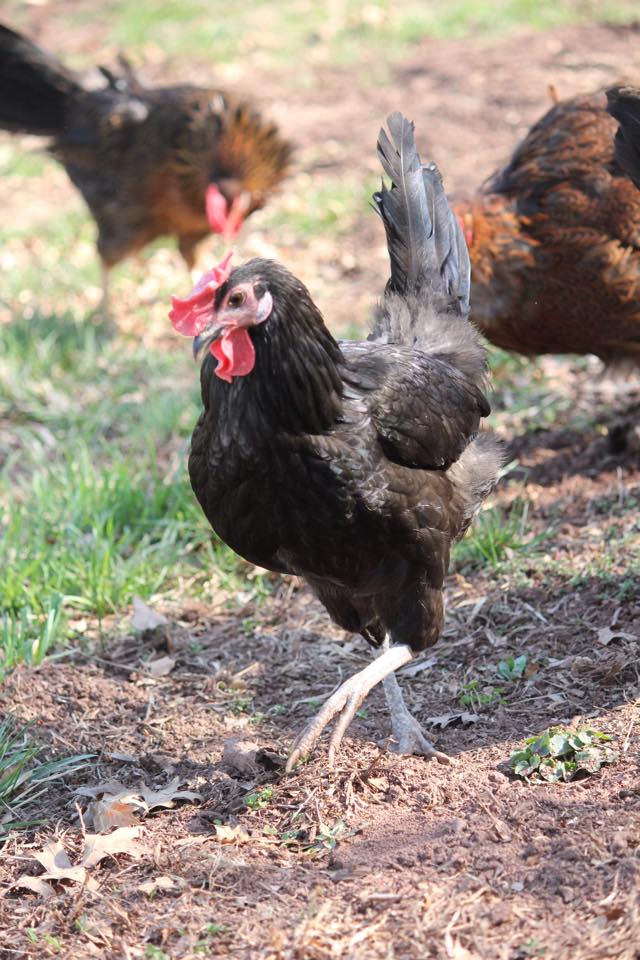 Peaches- Australorp