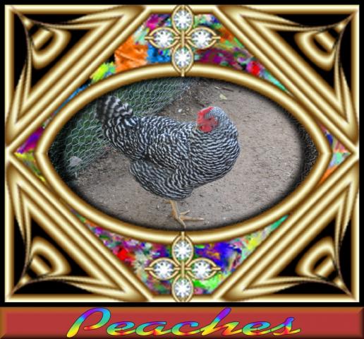 peaches Br hen