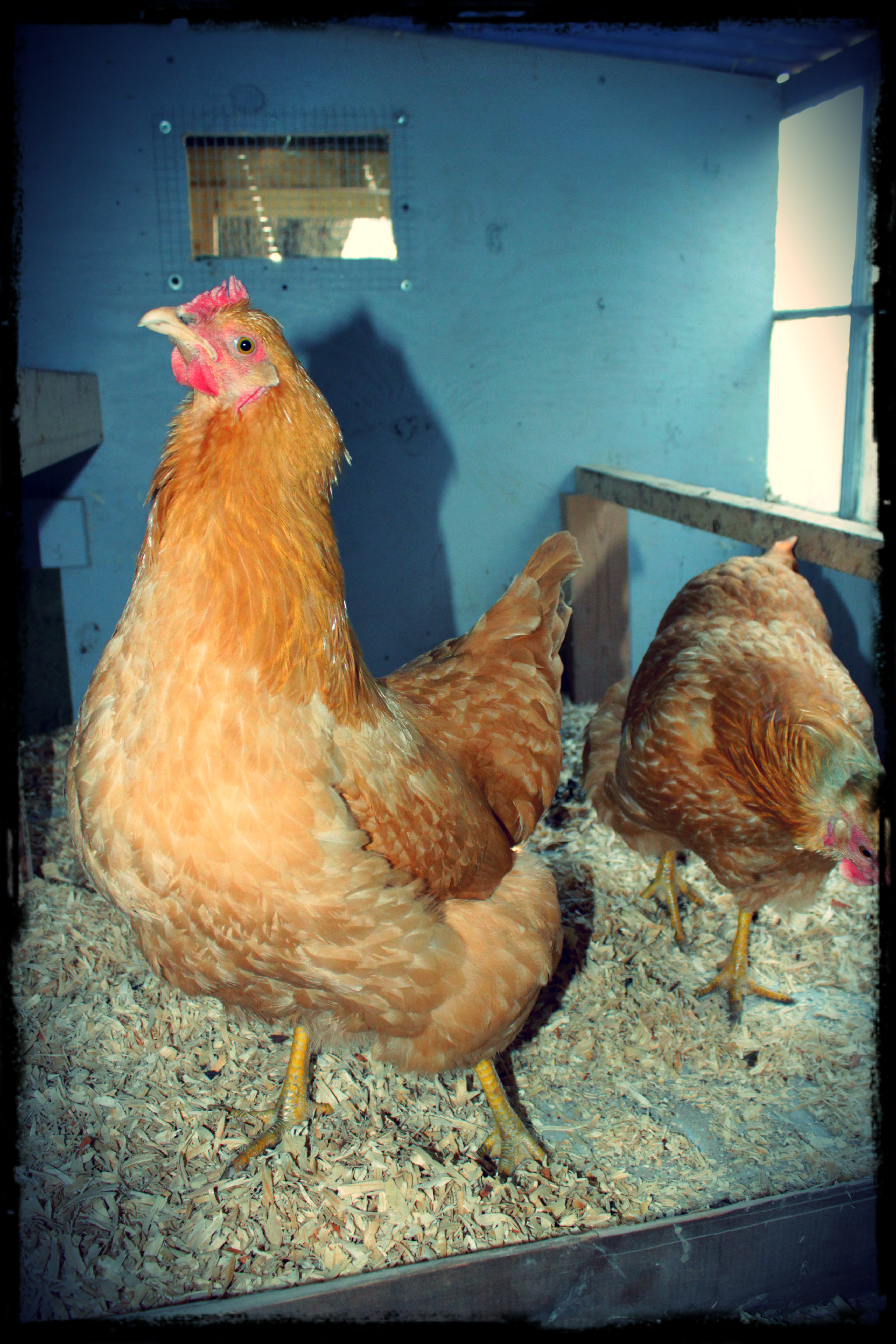 Peaches (Buff Rock) struck this pose when I opened the coop door to see what all her crowing was about ... it's as if she's saying, "Who, me??"  She replaced my rooster ... and makes as much noise, if not more!!