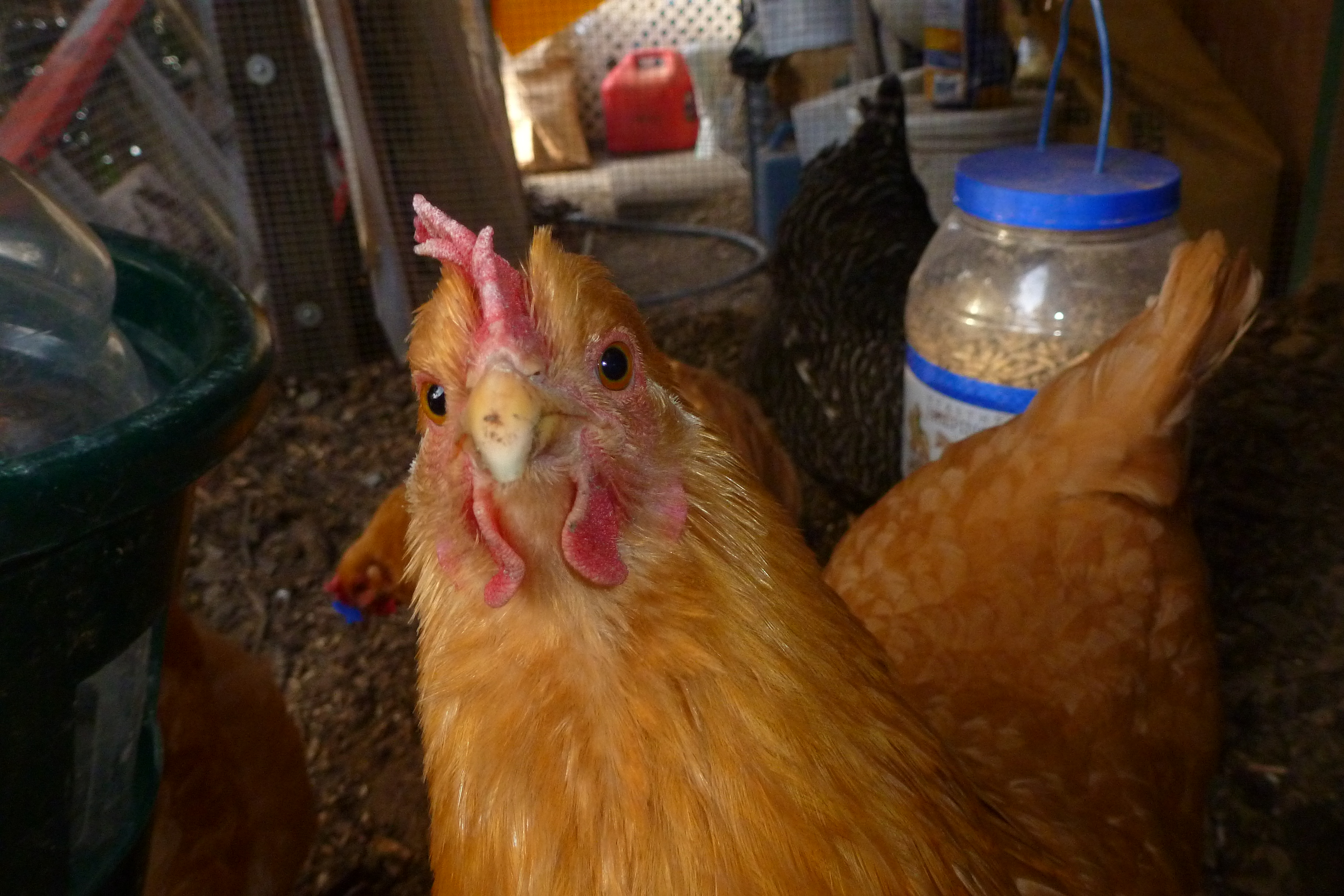 Peaches is wondering what all the fuss is about ... she didn't need peepers. She was my replacement for Henry (a Roo) ... and she is every bit as noisy as a rooster would have been! This girl crows loud every morning for the morning treats (fruit/veg scraps from the kitchen.)