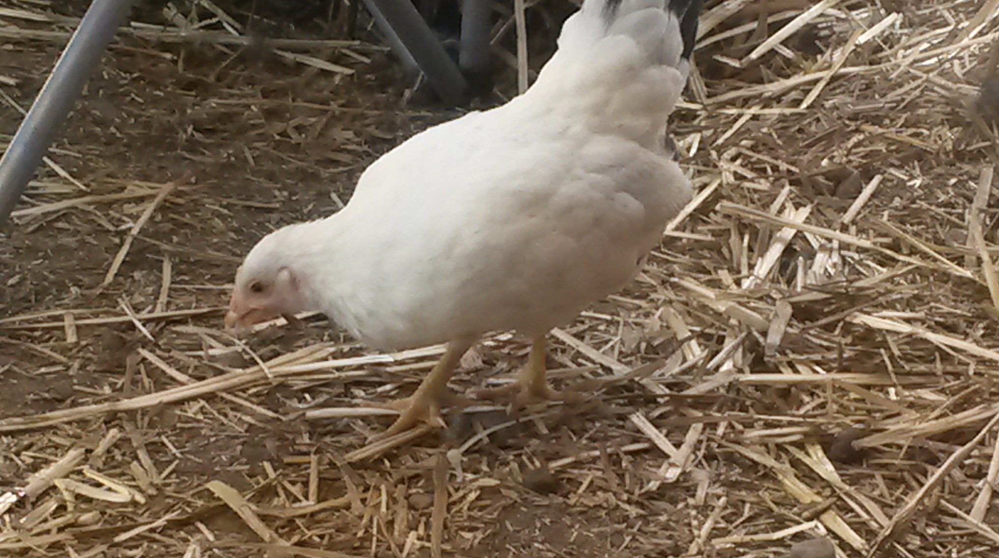 Peaches - .mini bantam hen