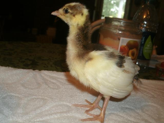 Peachick that we hatched out 2011.