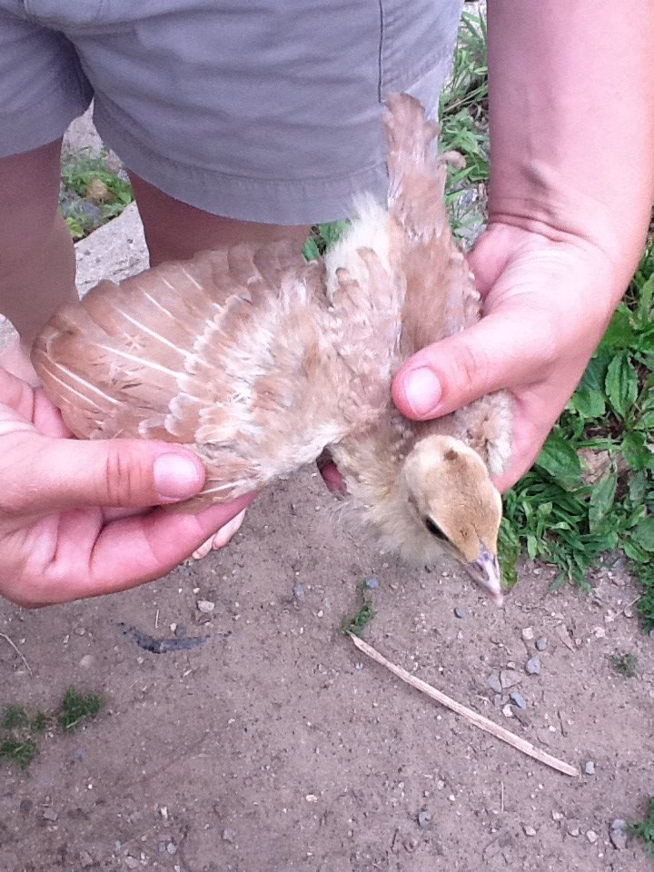 peachick2.jpg This one is the one that I call a caramel color with silver and brown markings. These pea - eggs came from a petting zoo that had given me 7 eggs randomly collected from several pens. We do not know what colors they came from. Can anyone help determine color & sex?  Thanks in advance!