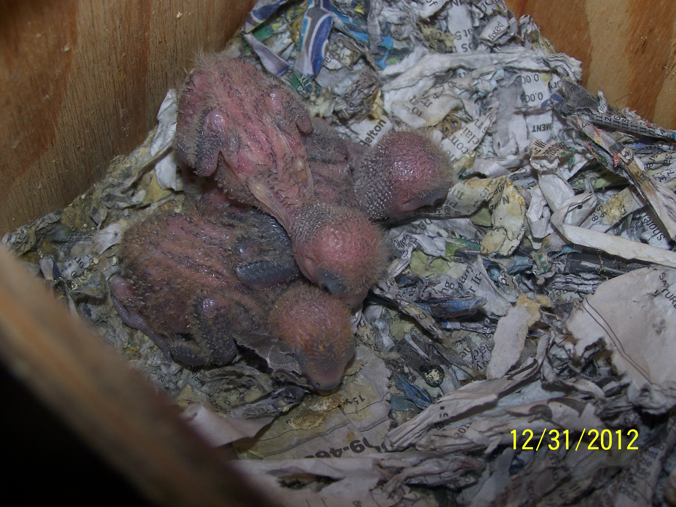 Peachy and Cheekys Little ones 3 of them born 
1st chick born 12/16/12

2nd chick born 12/17/12

3rd chick born 12/18/12

i am keeping them all