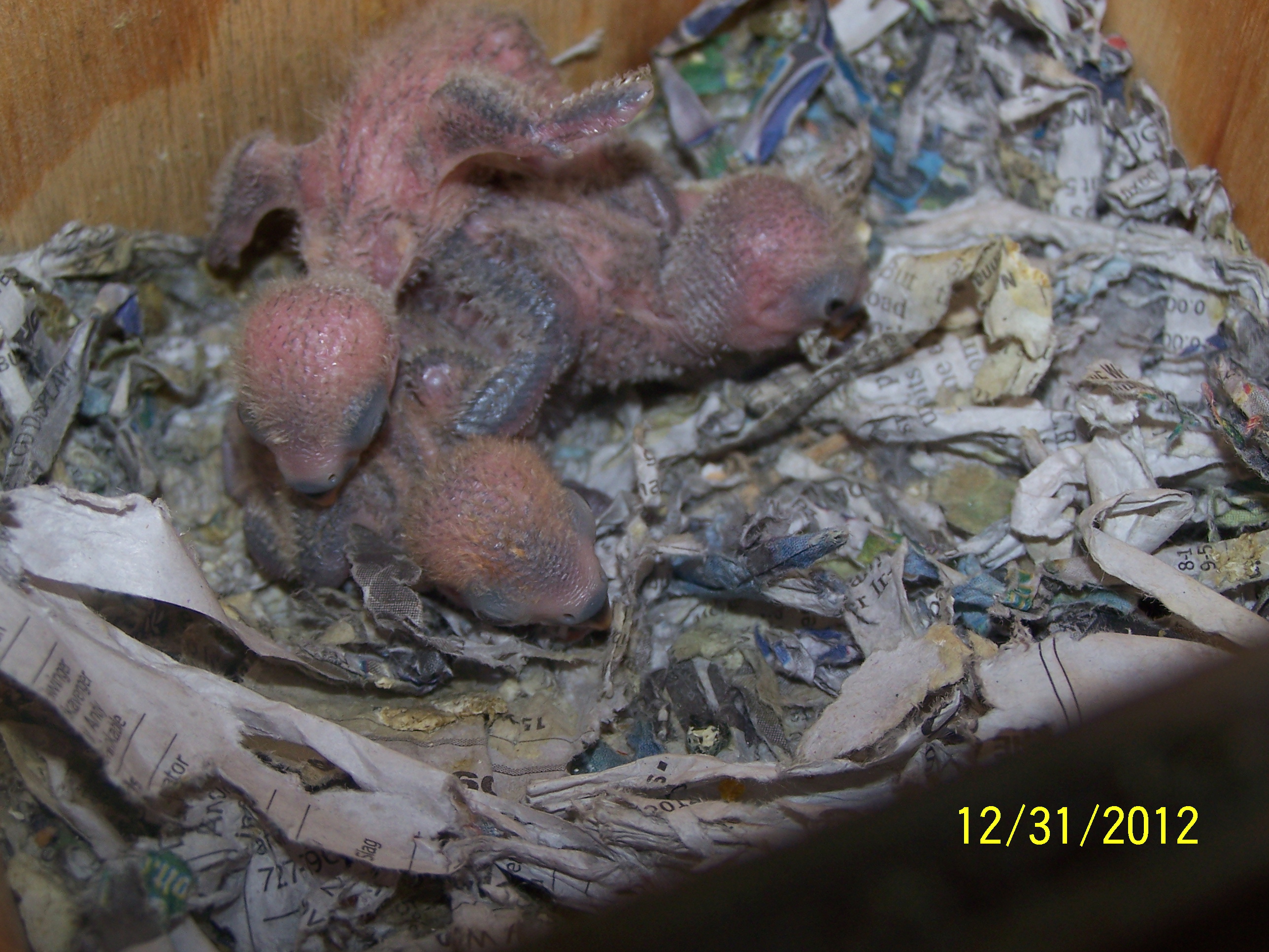 Peachy and Cheekys Little ones 3 of them born 
1st chick born 12/16/12

2nd chick born 12/17/12

3rd chick born 12/18/12

i am keeping them all
