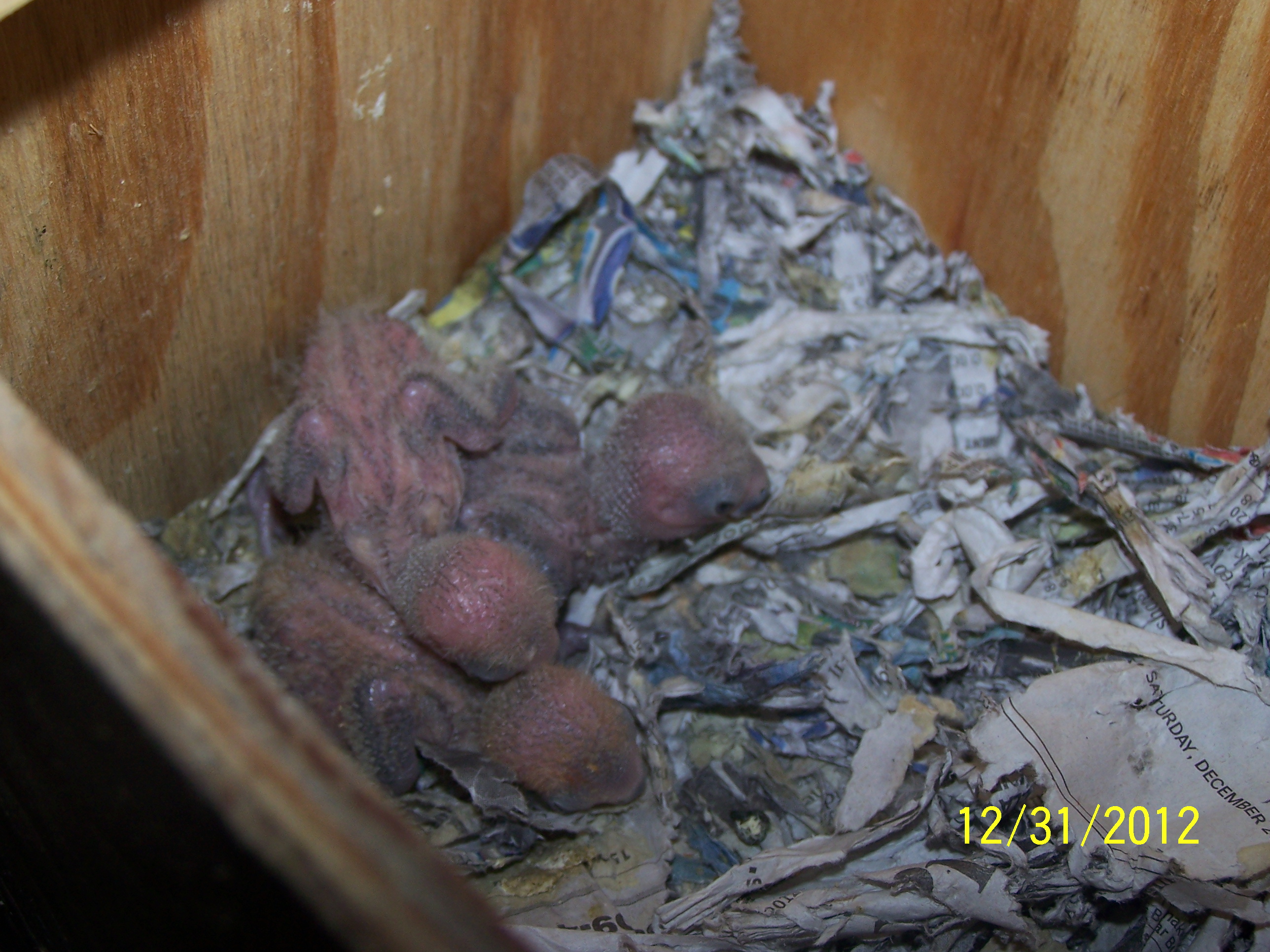 Peachy and Cheekys Little ones 3 of them born 
1st chick born 12/16/12

2nd chick born 12/17/12

3rd chick born 12/18/12

i am keeping them all