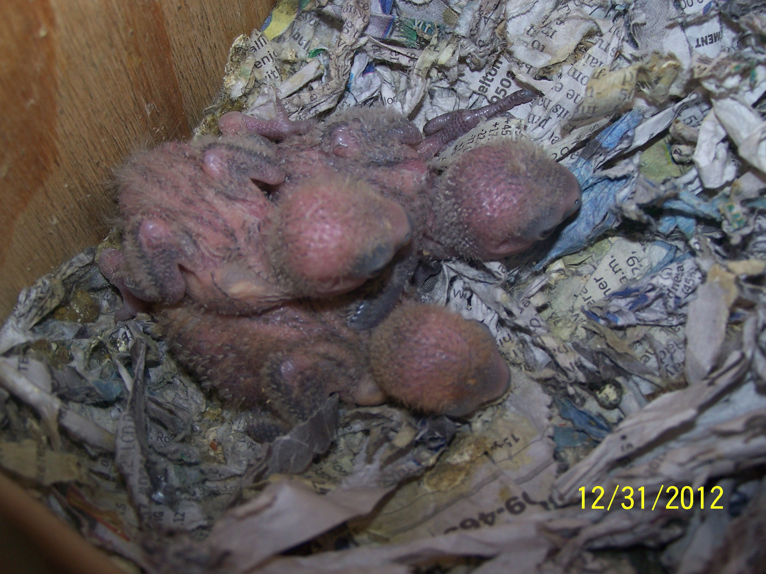 Peachy and Cheekys Little ones 3 of them born 
1st chick born 12/16/12

2nd chick born 12/17/12

3rd chick born 12/18/12

i am keeping them all