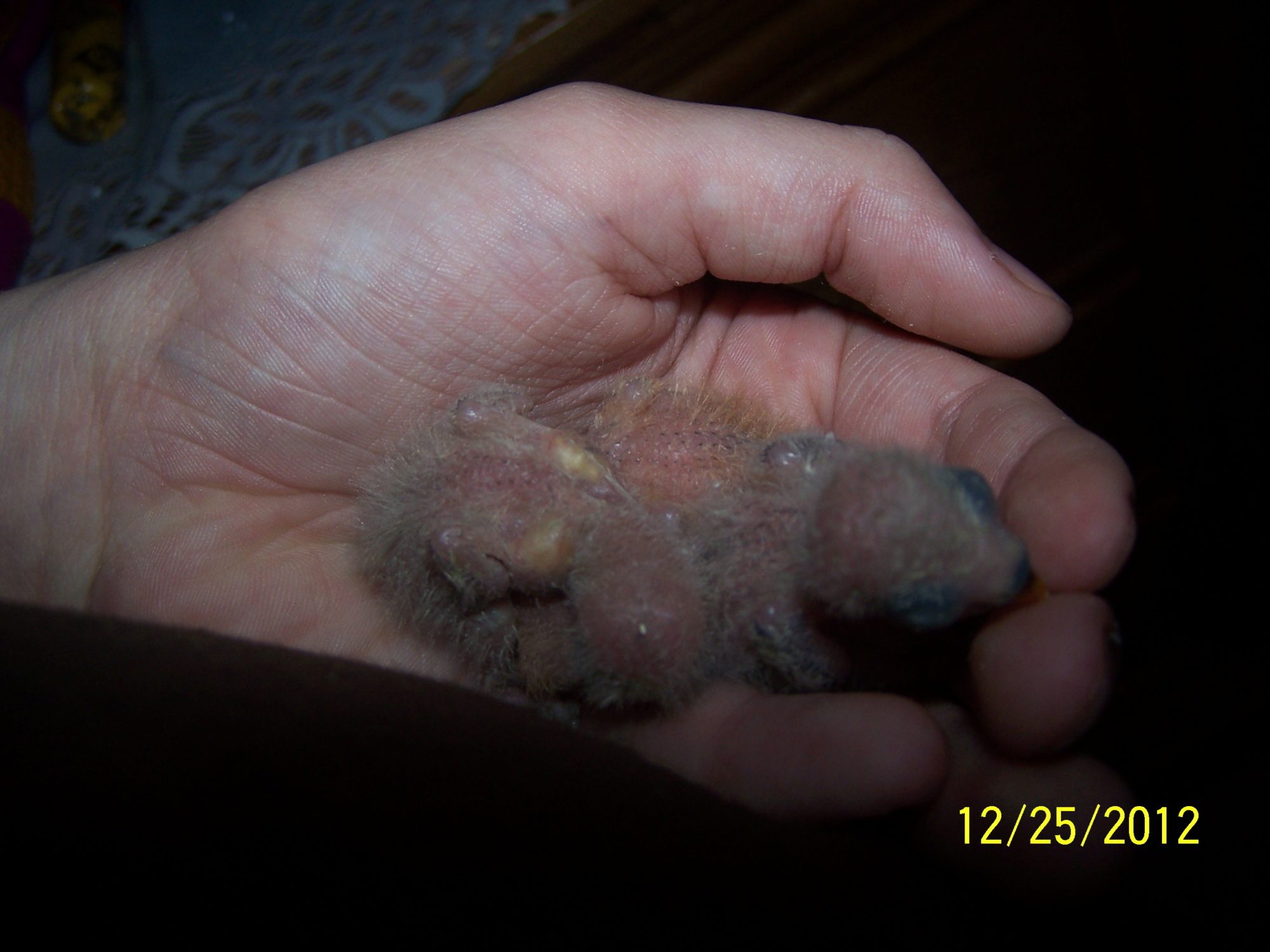 Peachy and Cheekys Little ones 3 of them born 
1st chick born 12/16/12

2nd chick born 12/17/12

3rd chick born 12/18/12

i am keeping them all