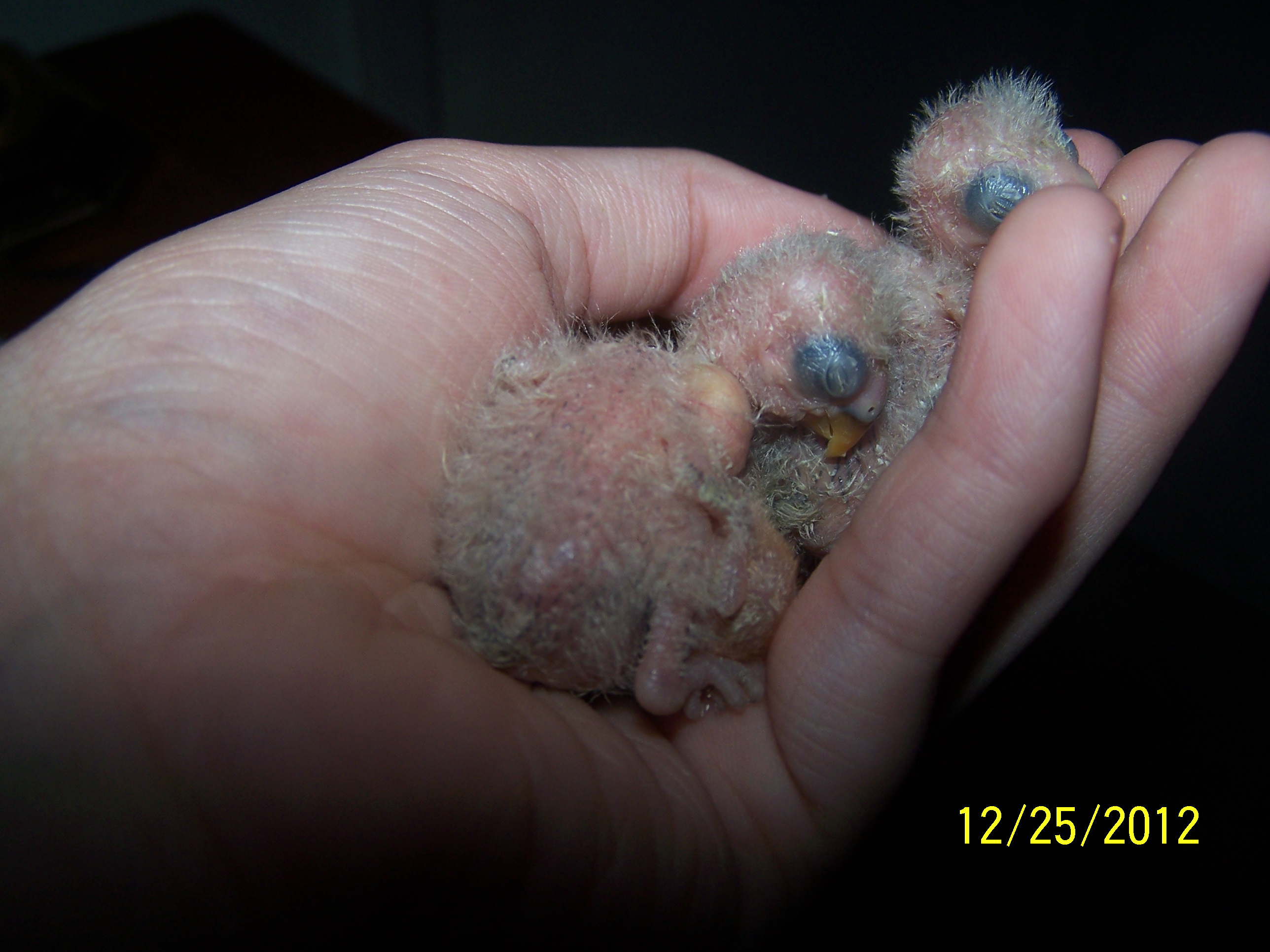 Peachy and Cheekys Little ones 3 of them born 
1st chick born 12/16/12

2nd chick born 12/17/12

3rd chick born 12/18/12

i am keeping them all