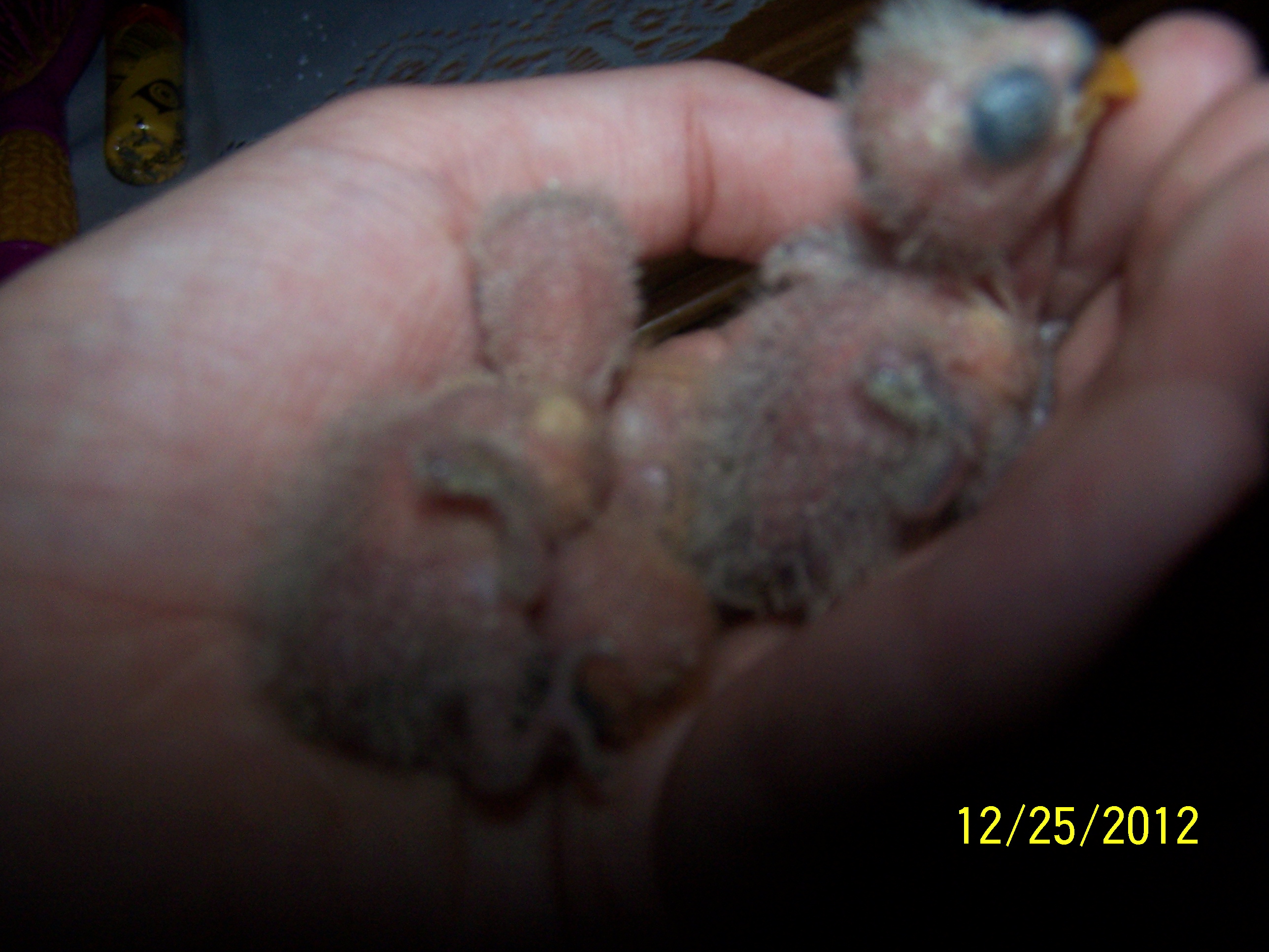 Peachy and Cheekys Little ones 3 of them born 
1st chick born 12/16/12

2nd chick born 12/17/12

3rd chick born 12/18/12

i am keeping them all