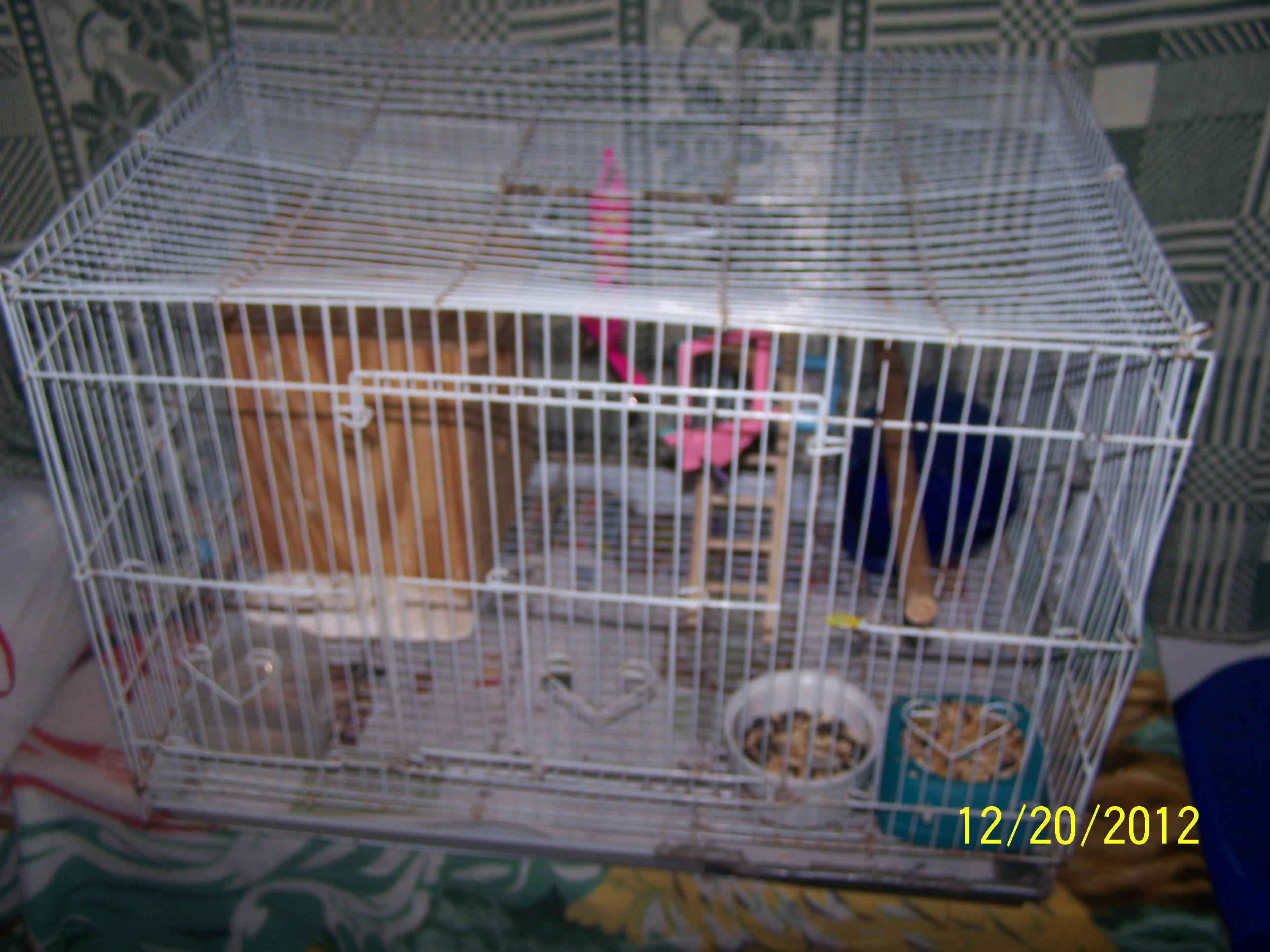 Peachy and Cheekys Little ones 3 of them born 
1st chick born 12/16/12

2nd chick born 12/17/12

3rd chick born 12/18/12

i am keeping them all