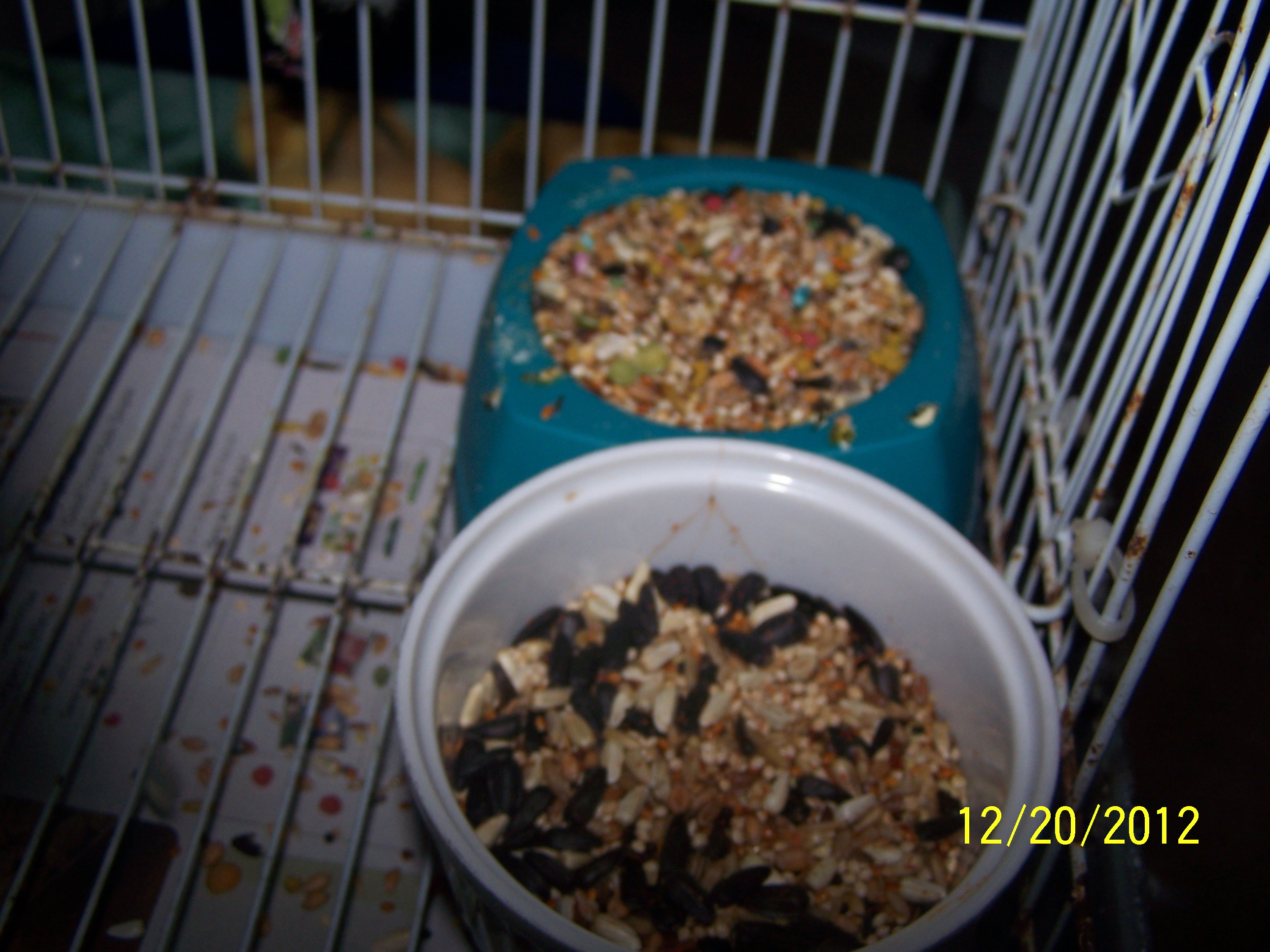 Peachy and Cheekys Little ones 3 of them born 
1st chick born 12/16/12

2nd chick born 12/17/12

3rd chick born 12/18/12

i am keeping them all